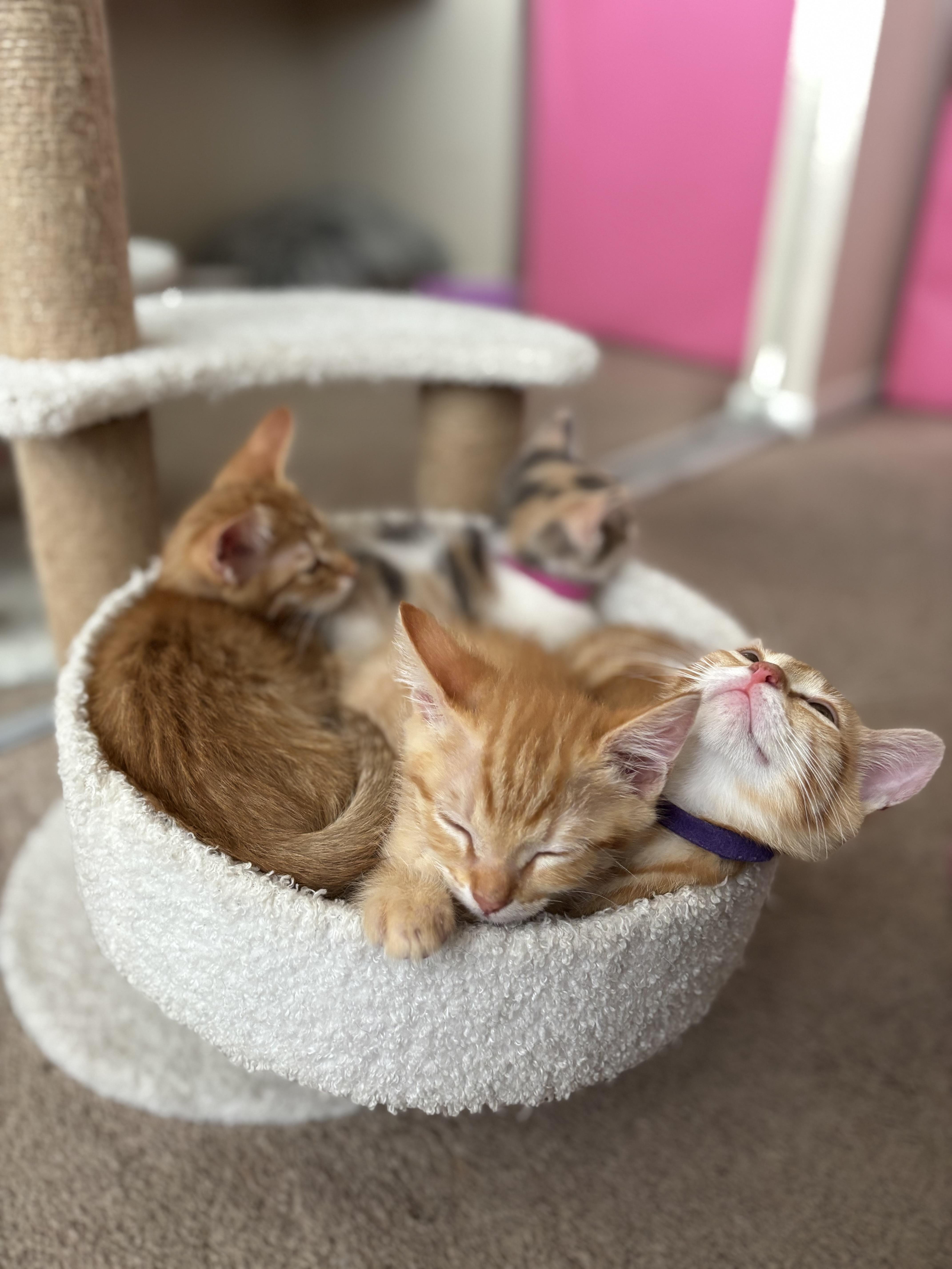 Garfield, a Adoptable Domestic Short Hair in Dixon, CA image 4/5