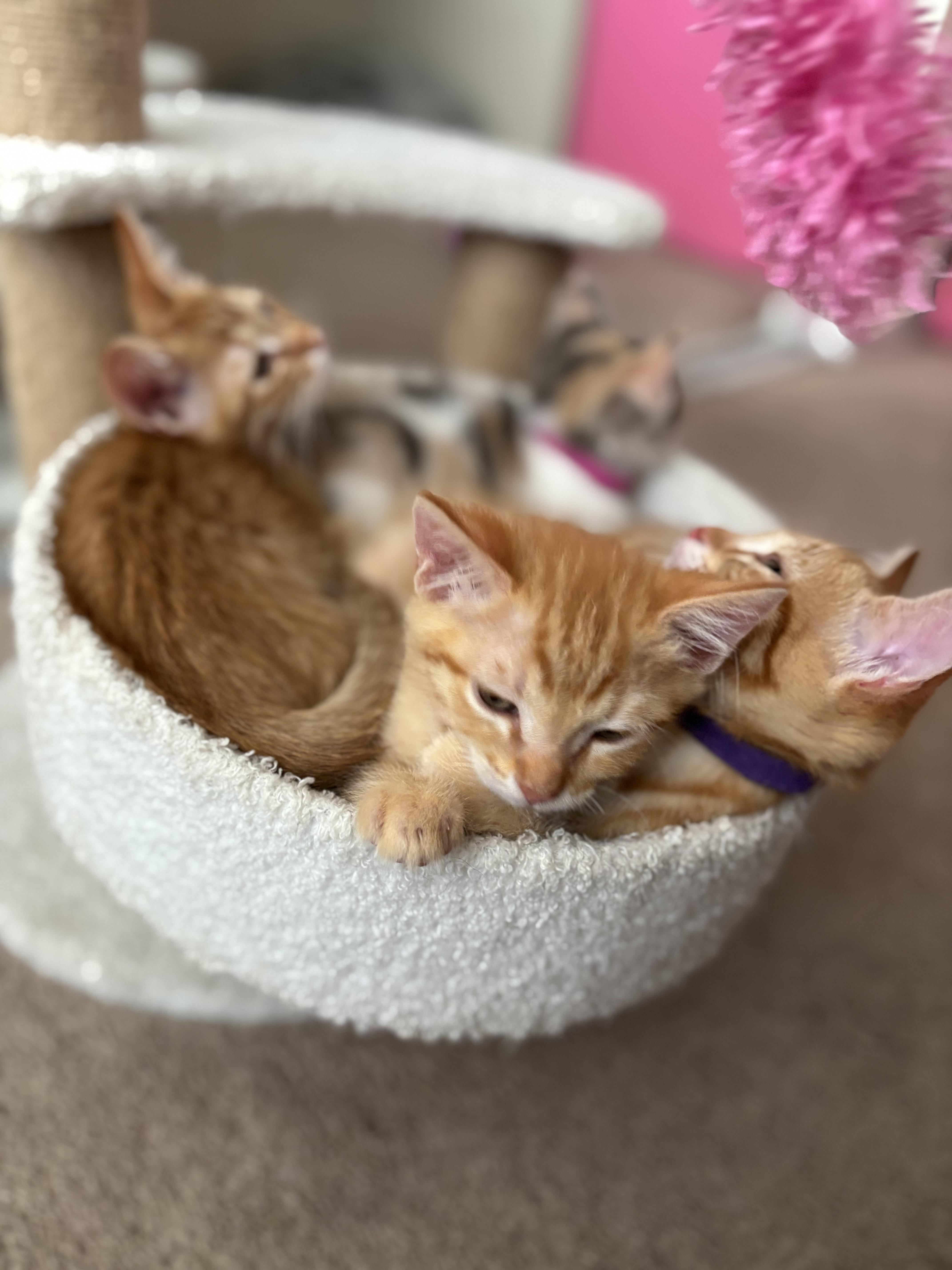 Garfield, a Adoptable Domestic Short Hair in Dixon, CA image 5/5