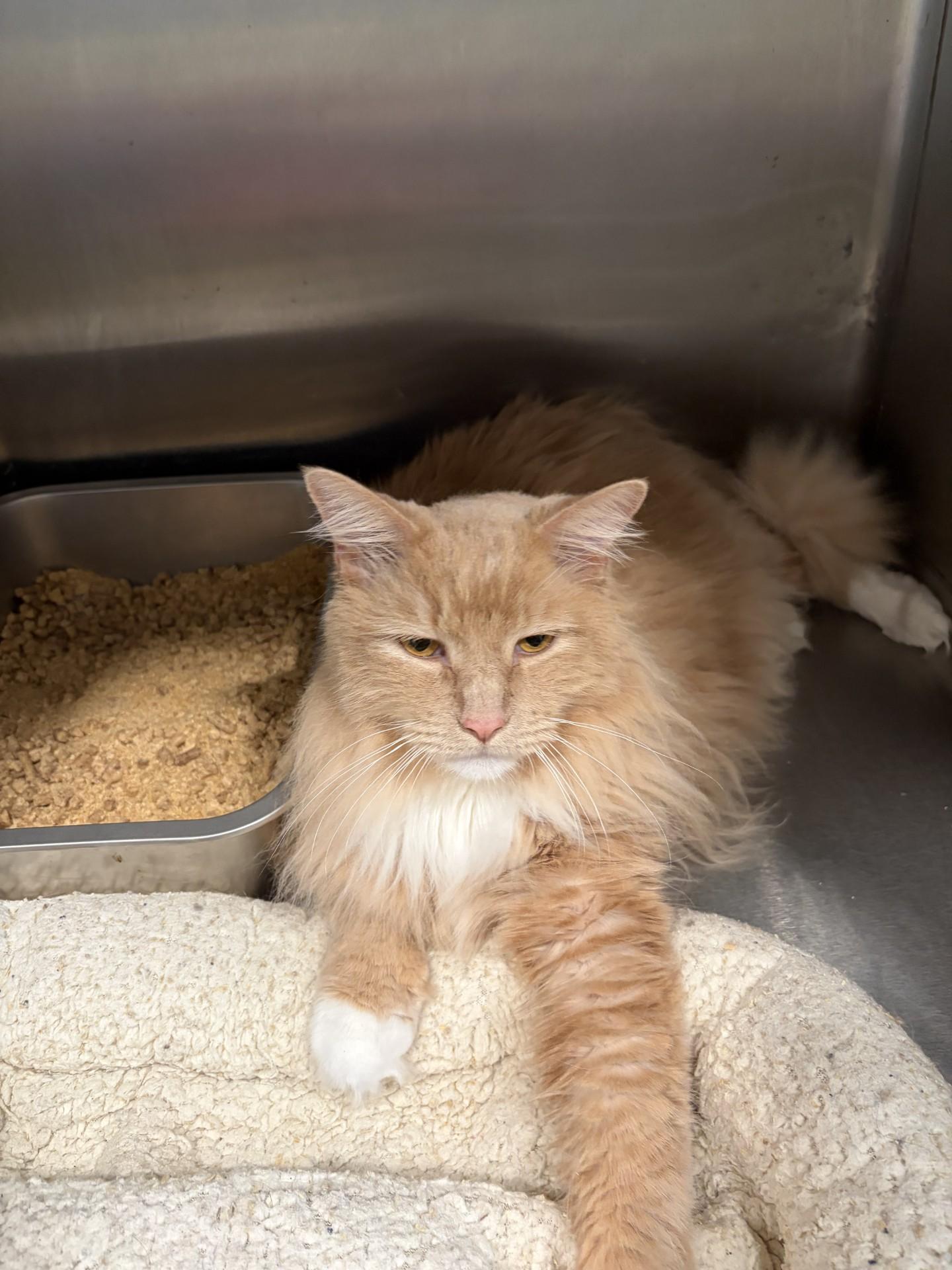 Enlarge Sherlock "Purrlock" Holmes, an adopted Domestic Long Hair in Henrietta, TX image 2/2