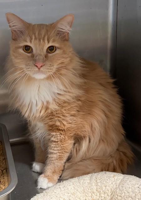 Sherlock "Purrlock" Holmes, adopted, Adult Male Domestic Long Hair.