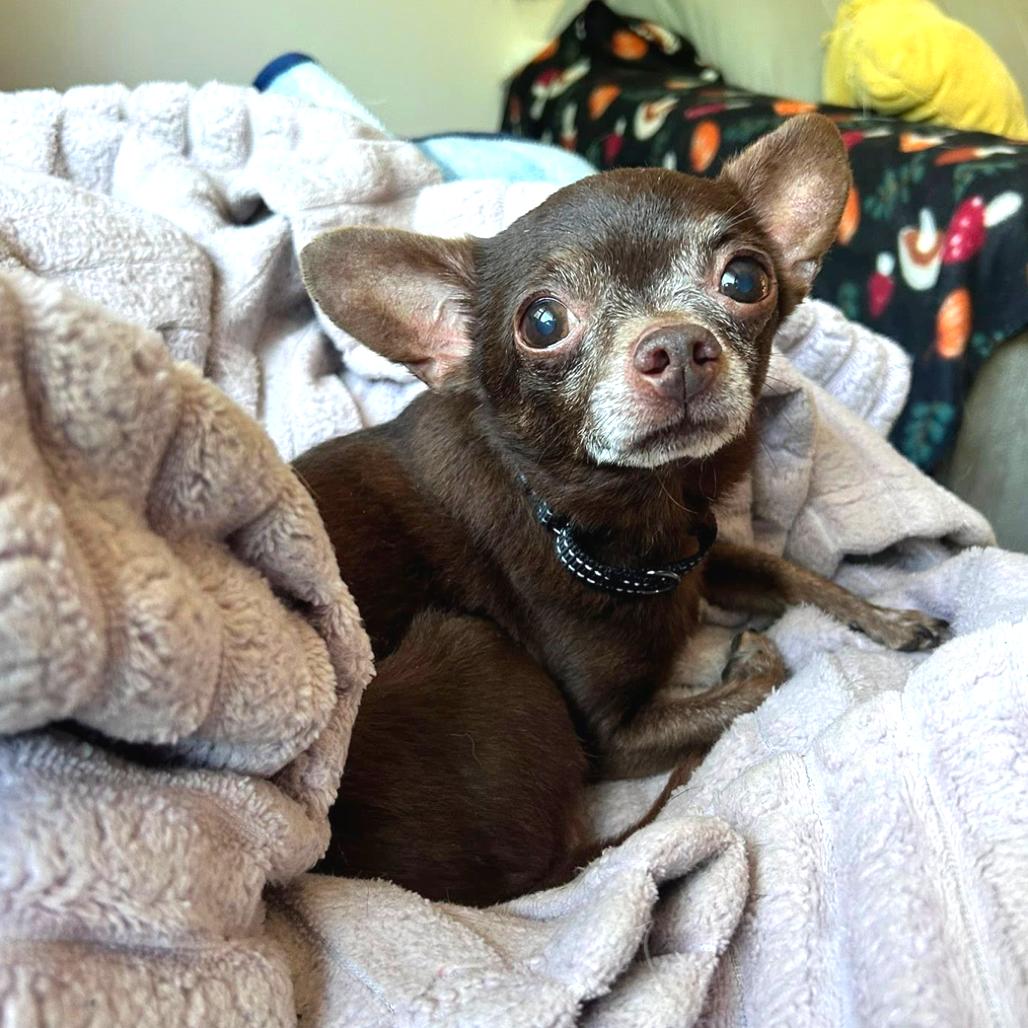 Enlarge Dark Chocolate Doom, a Adoptable Chihuahua in Fredericksburg, VA image 1/6