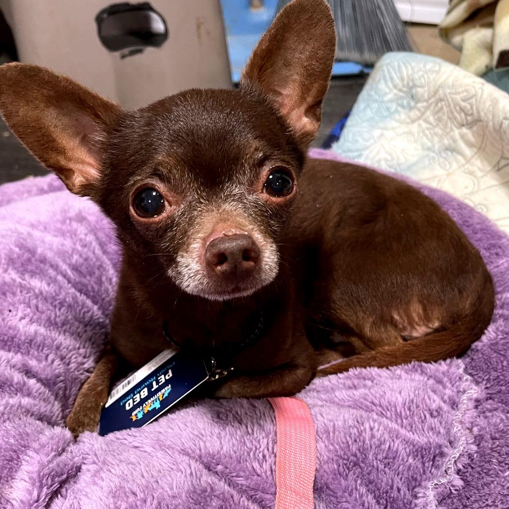 Enlarge Dark Chocolate Doom, a Adoptable Chihuahua in Fredericksburg, VA image 2/6