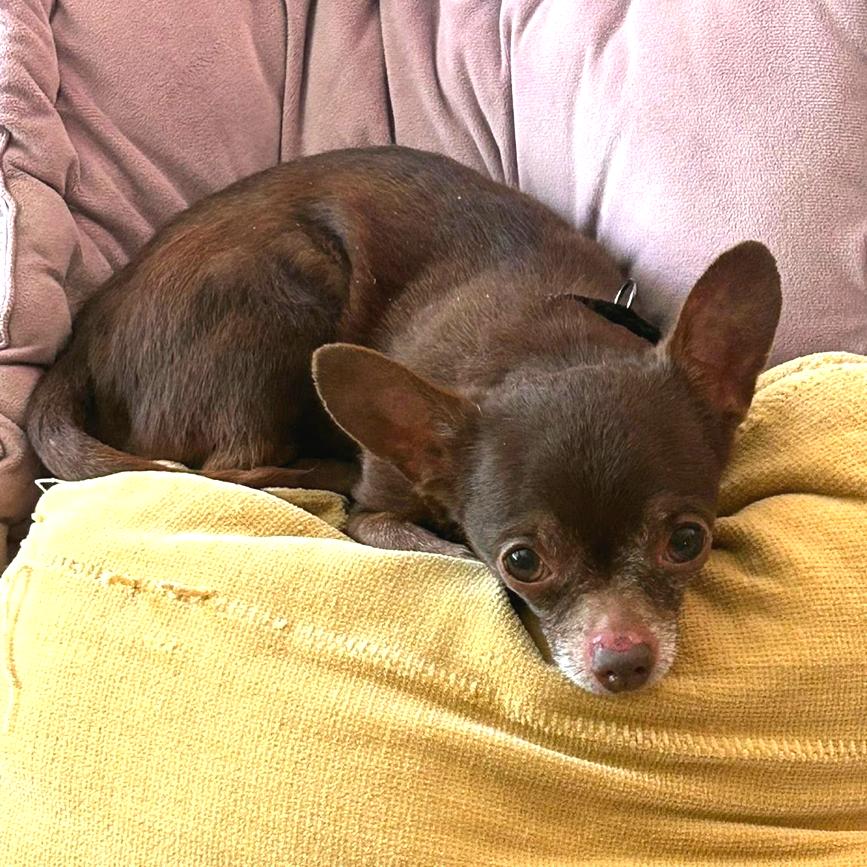 Enlarge Dark Chocolate Doom, a Adoptable Chihuahua in Fredericksburg, VA image 3/6