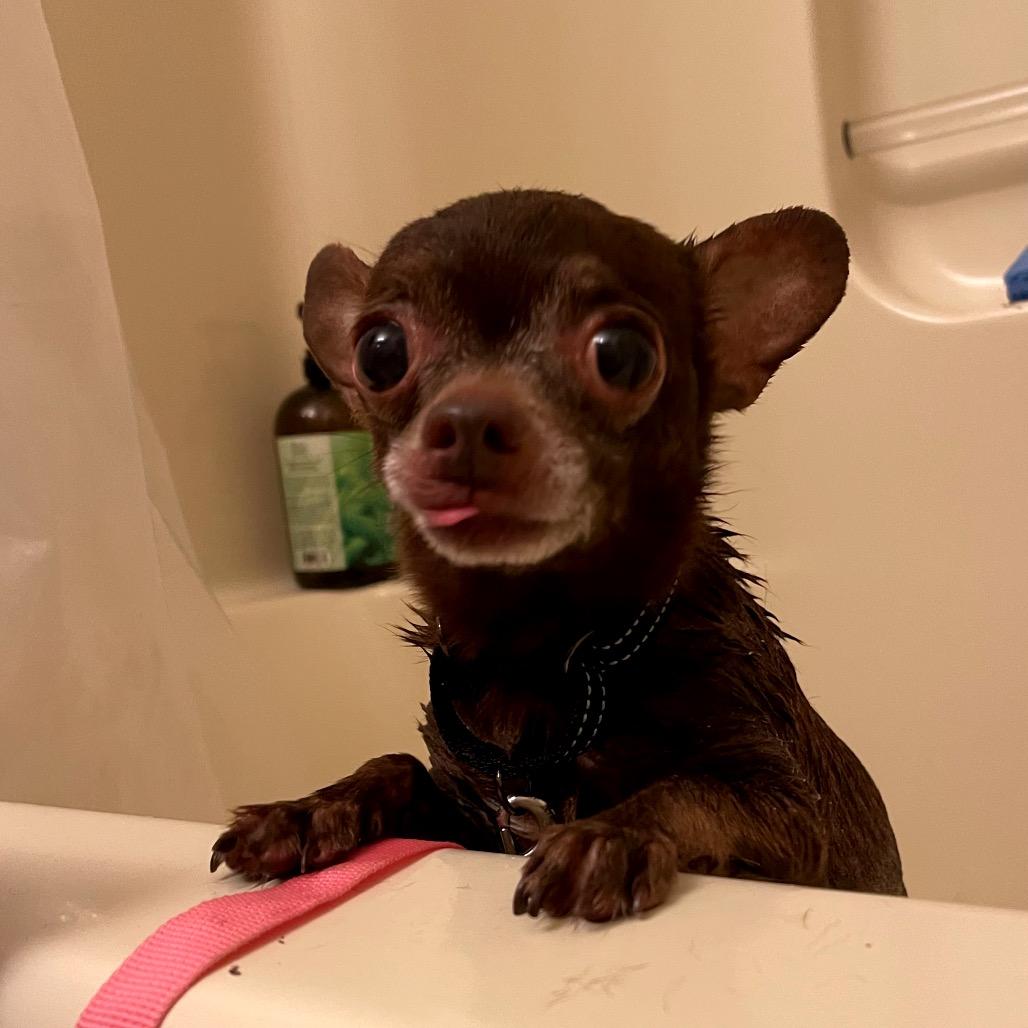 Enlarge Dark Chocolate Doom, a Adoptable Chihuahua in Fredericksburg, VA image 4/6
