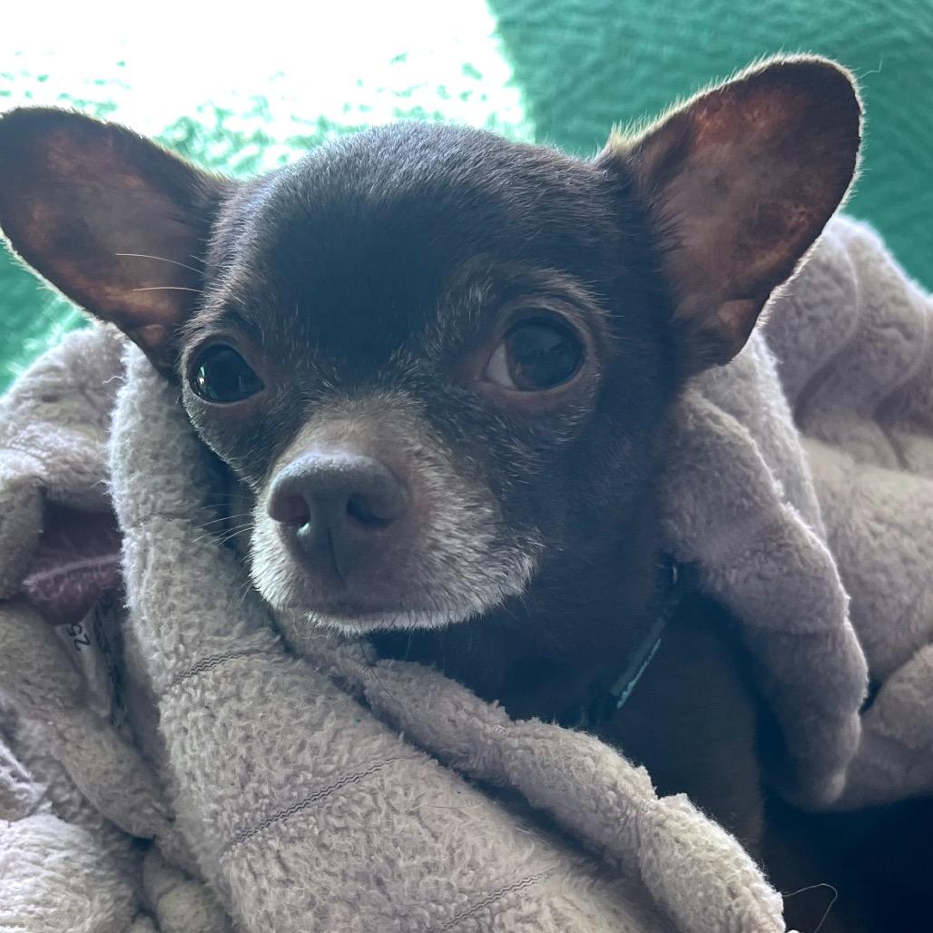 Enlarge Dark Chocolate Doom, a Adoptable Chihuahua in Fredericksburg, VA image 5/6