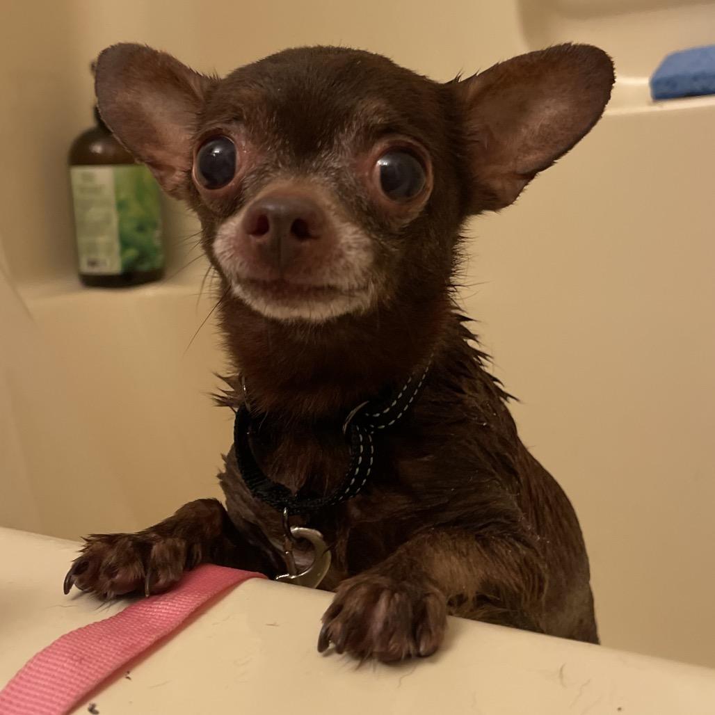 Enlarge Dark Chocolate Doom, a Adoptable Chihuahua in Fredericksburg, VA image 6/6