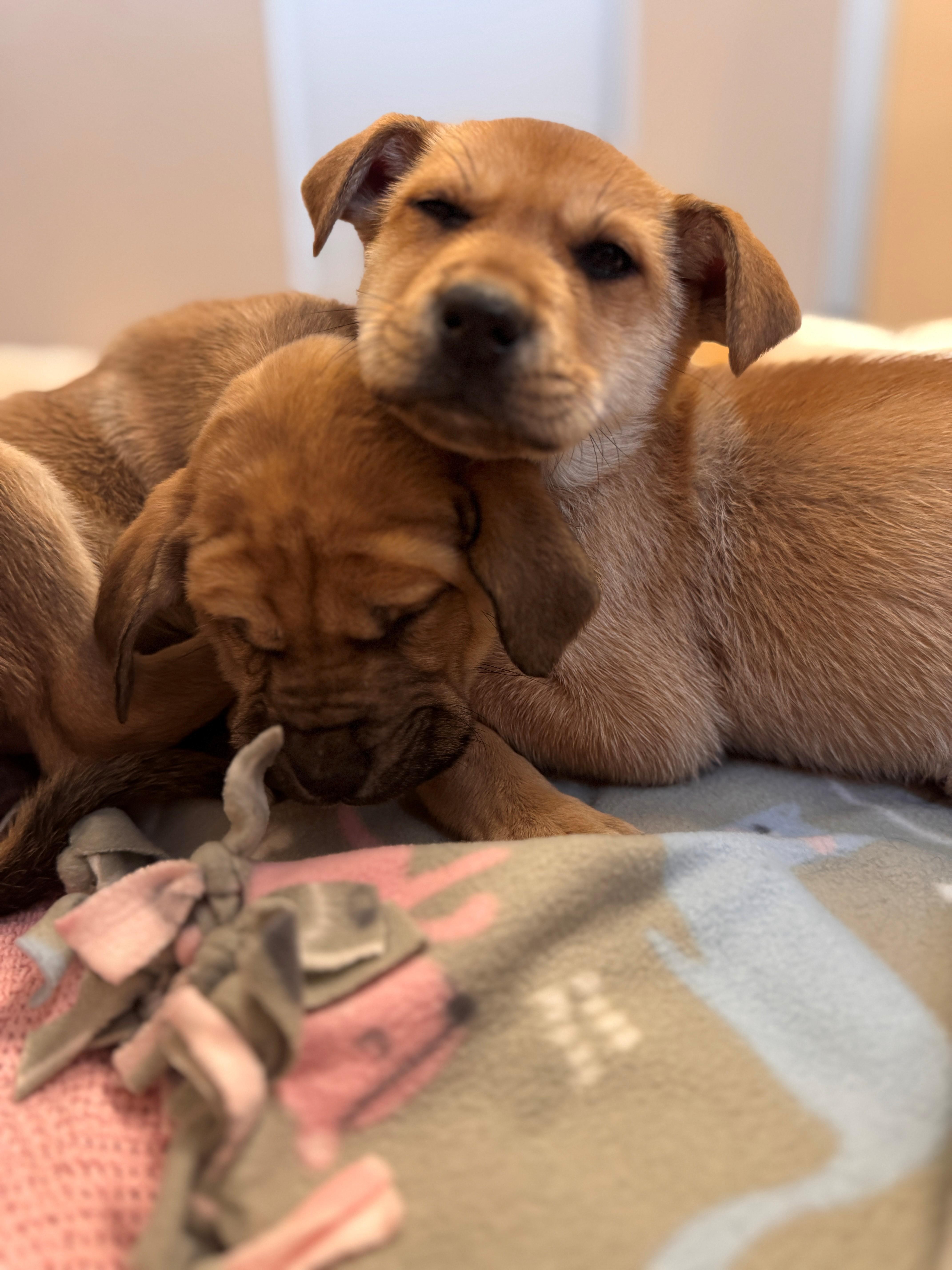 Enlarge Funshine Bear, a ADOPTABLE mixed breed in Hackensack, MN image 3/6