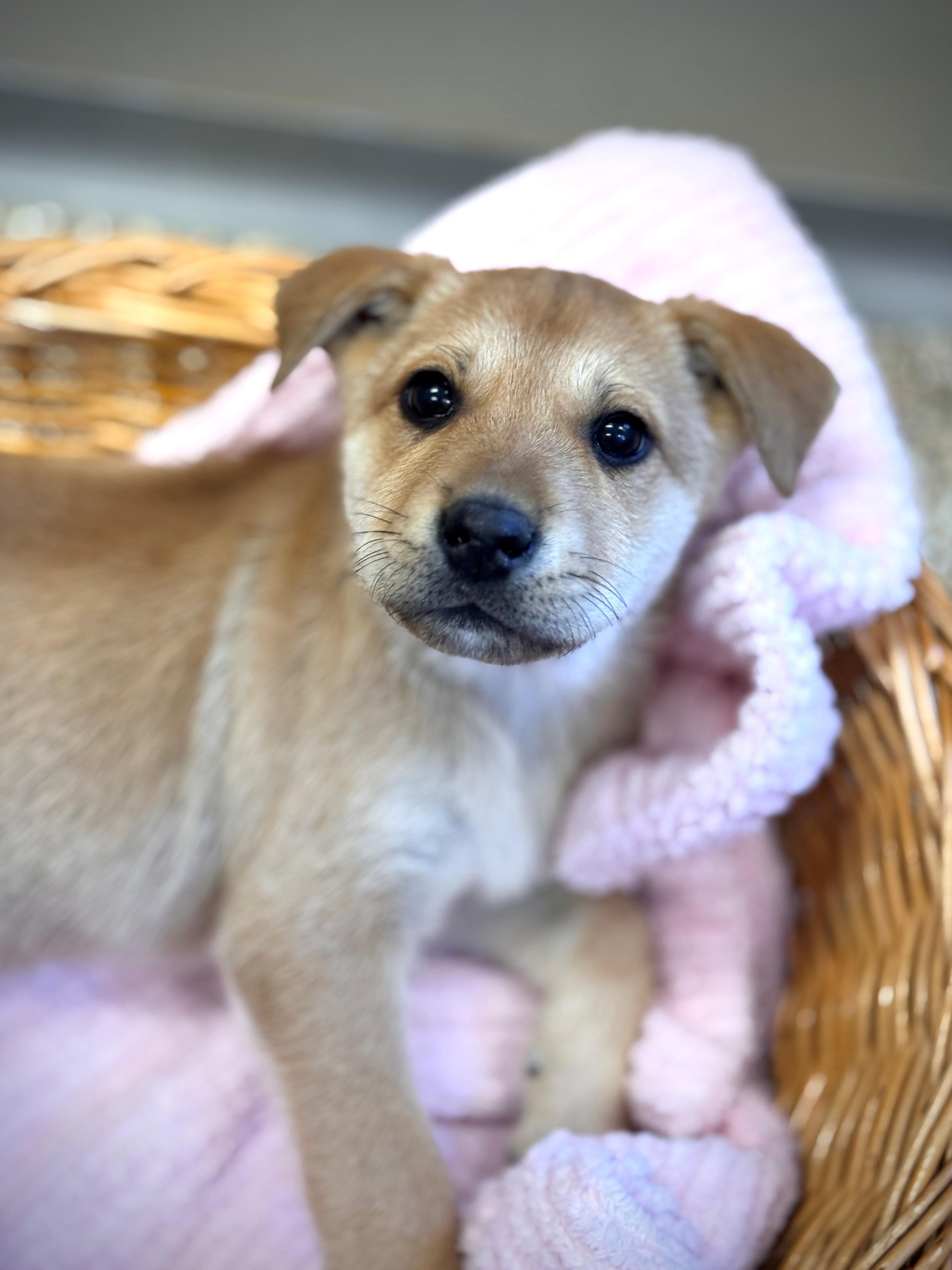 Enlarge Funshine Bear, a ADOPTABLE mixed breed in Hackensack, MN image 1/6