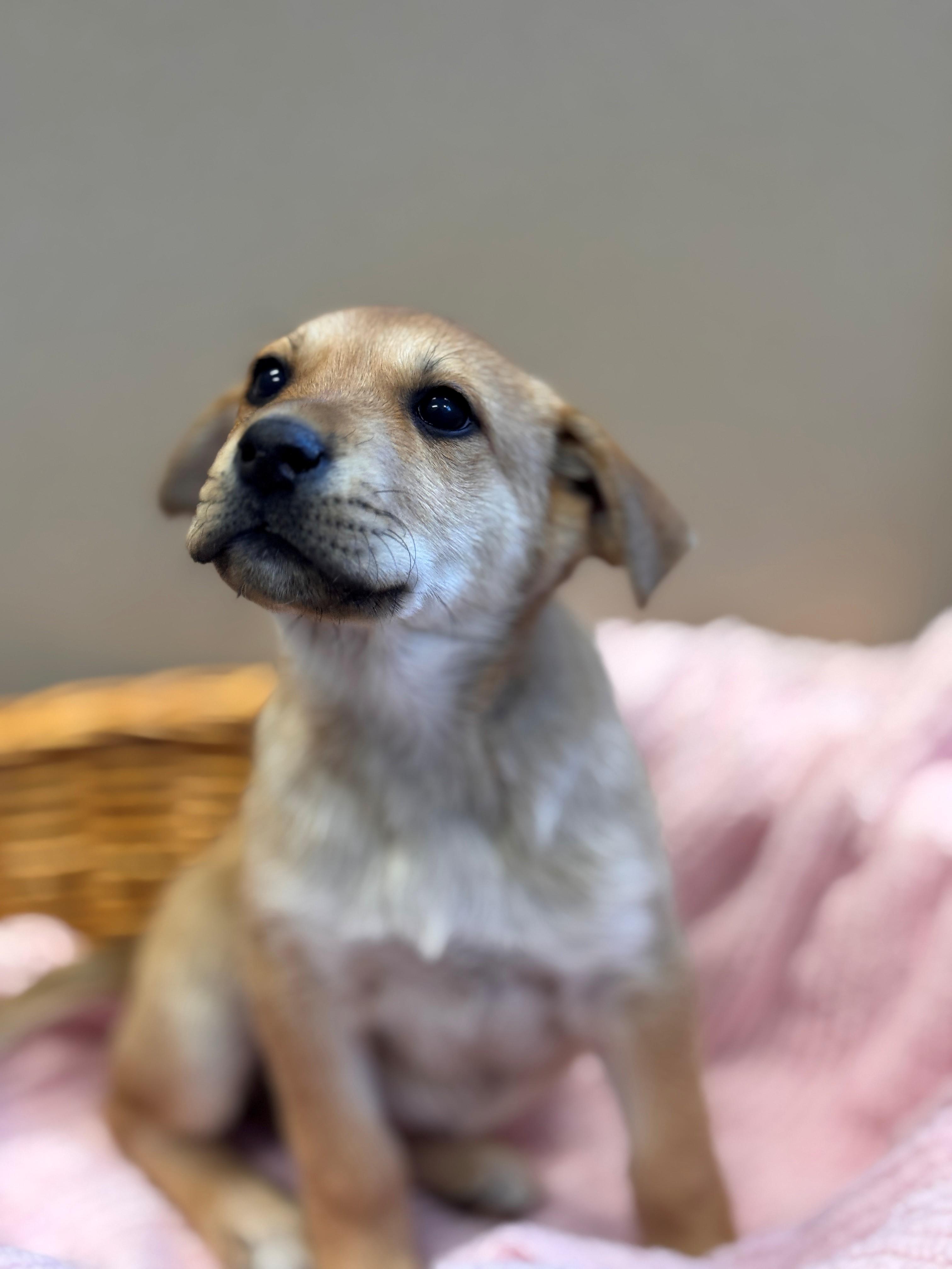 Enlarge Funshine Bear, a ADOPTABLE mixed breed in Hackensack, MN image 5/6