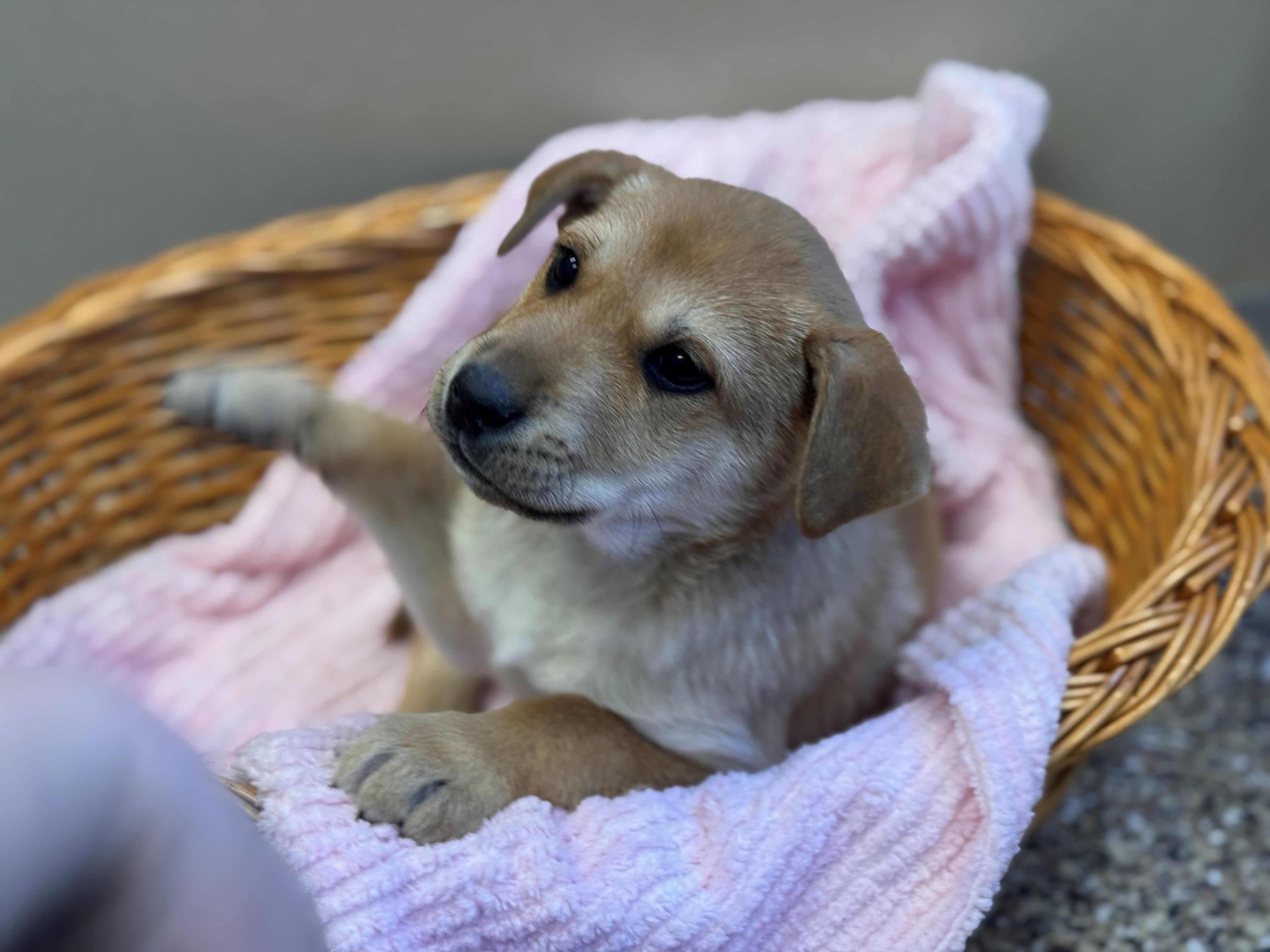 Enlarge Funshine Bear, a ADOPTABLE mixed breed in Hackensack, MN image 6/6