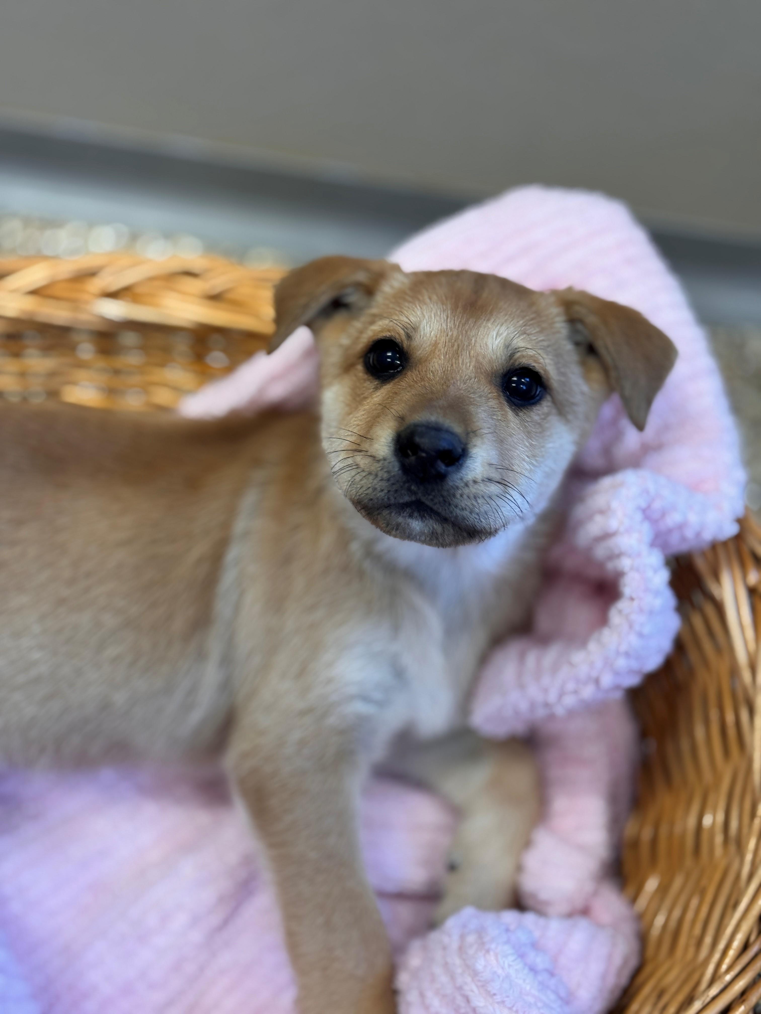 Enlarge Funshine Bear, a ADOPTABLE mixed breed in Hackensack, MN image 2/6