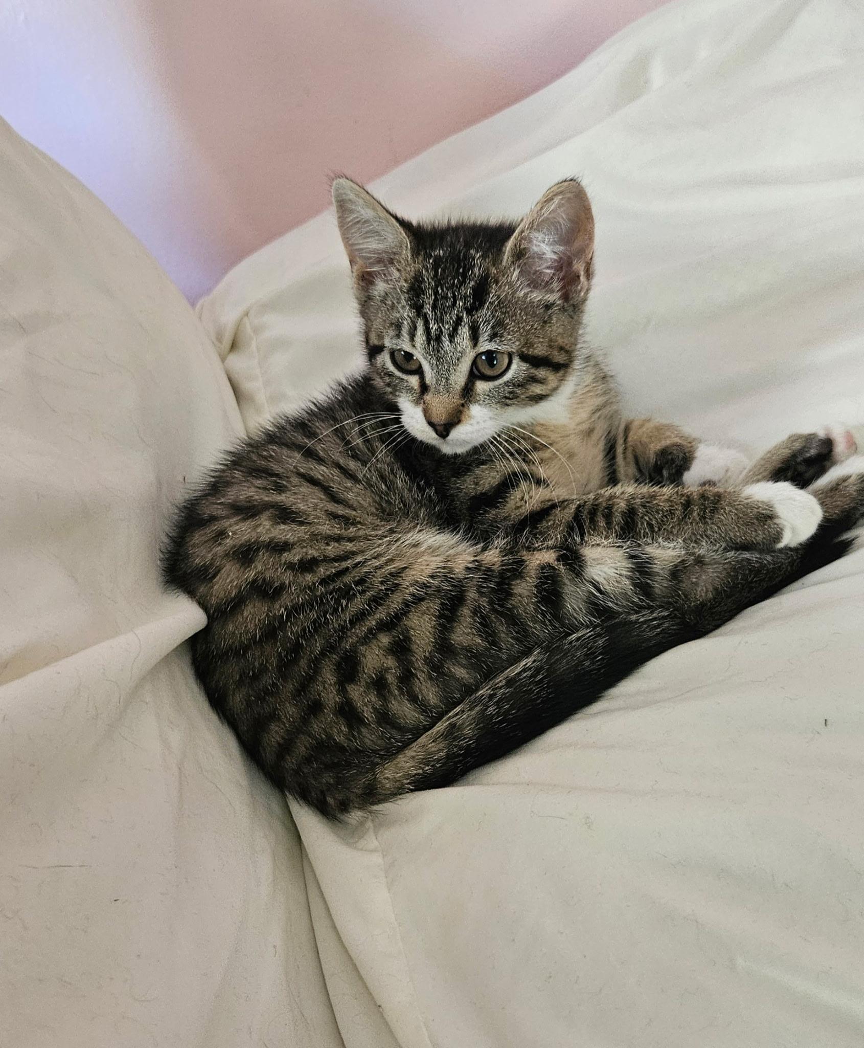 Maxine, Baby Female Domestic Short Hair
