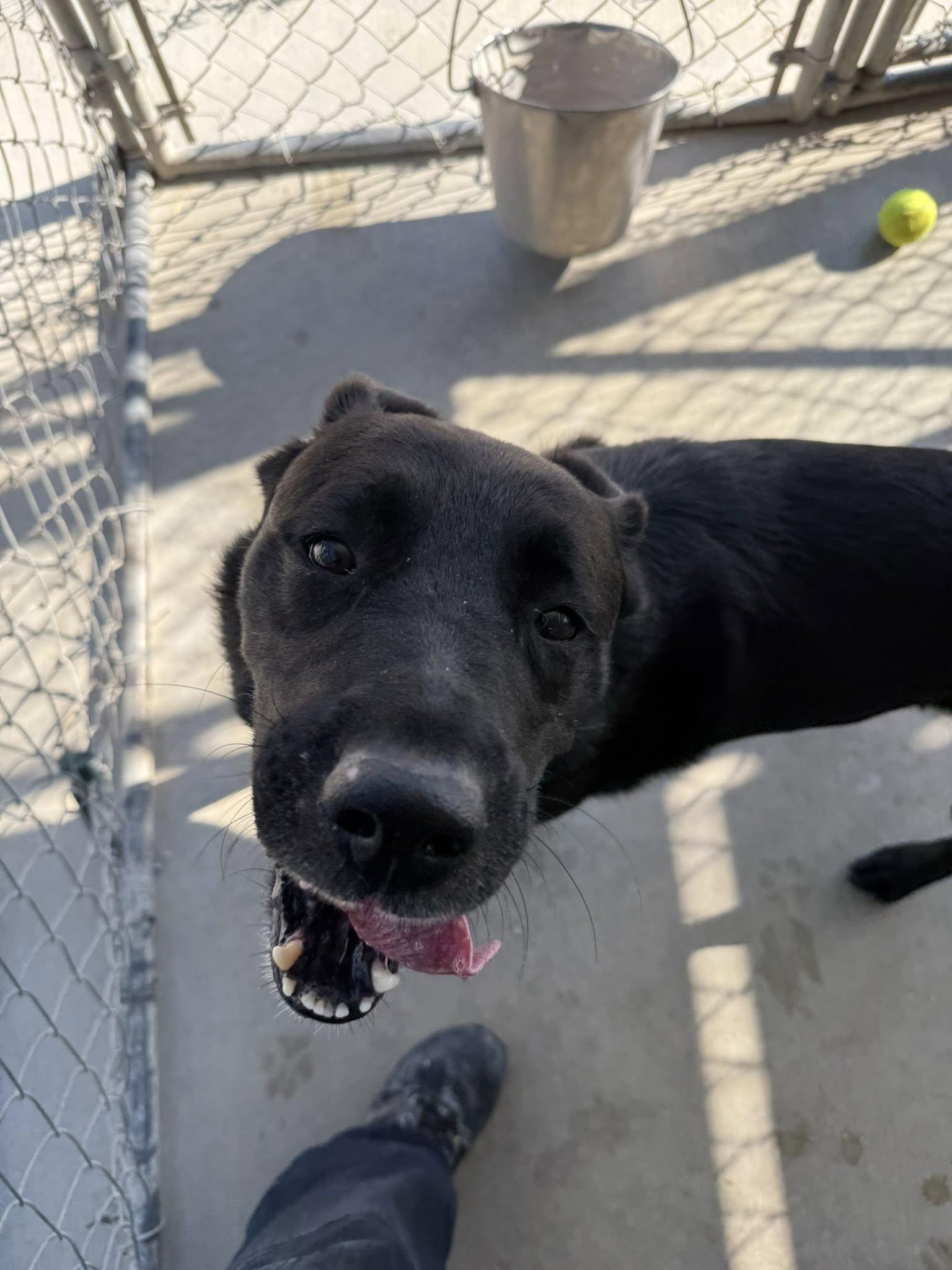 Dio, an adoptable Black Labrador Retriever, German Shepherd Dog in Rawlins, WY, 82301 | Photo Image 1