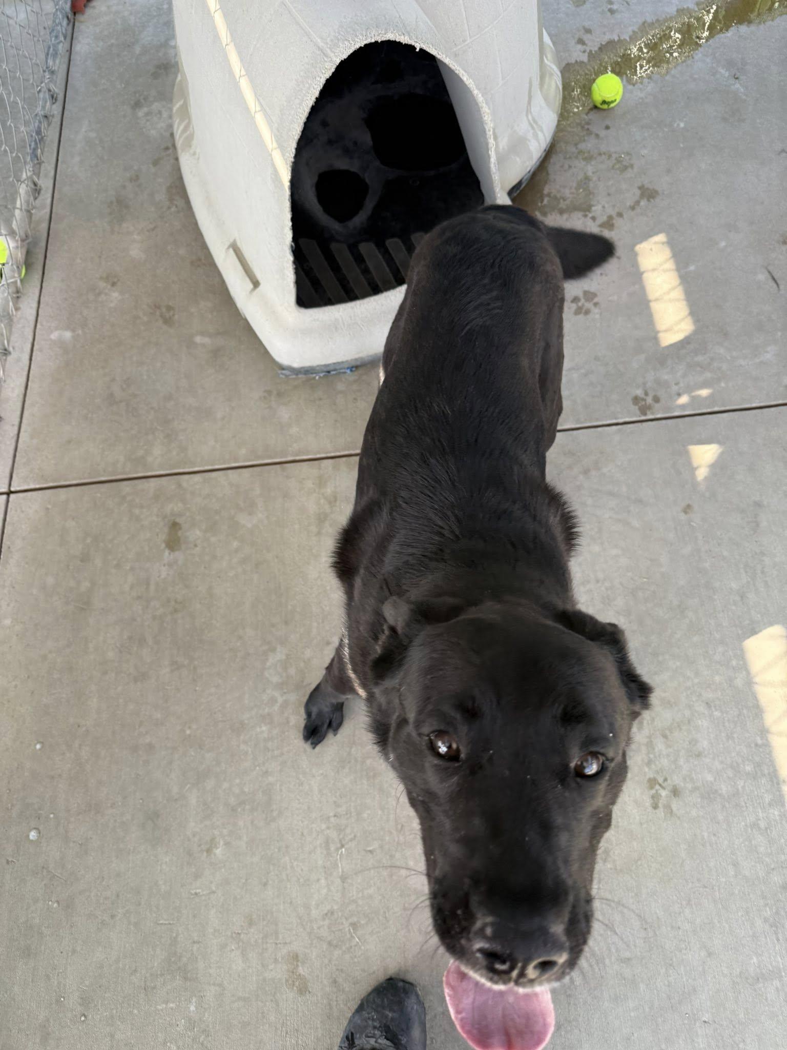 Dio, an adoptable Black Labrador Retriever, German Shepherd Dog in Rawlins, WY, 82301 | Photo Image 2