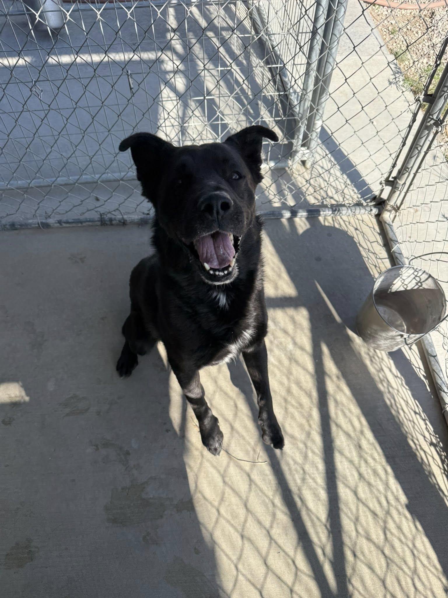 Dio, an adoptable Black Labrador Retriever, German Shepherd Dog in Rawlins, WY, 82301 | Photo Image 3