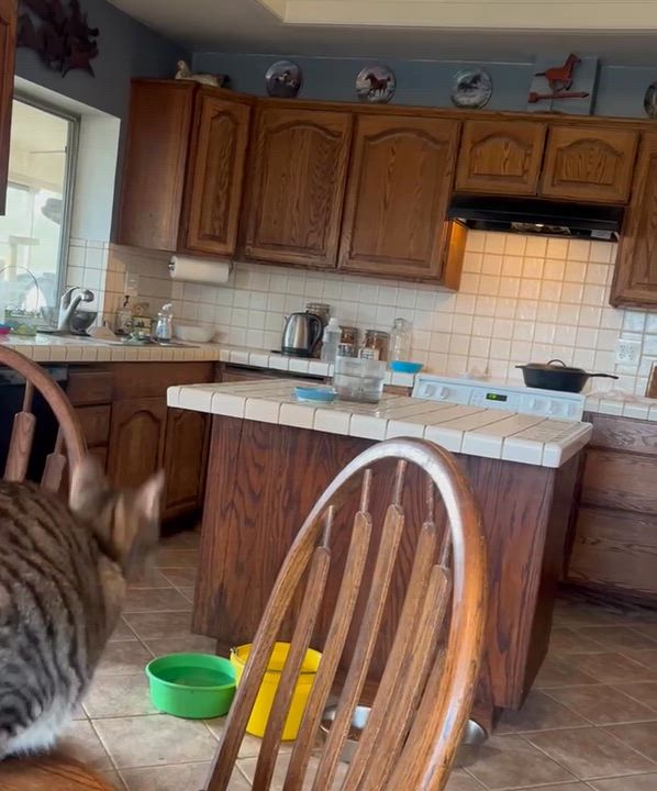Enlarge Bert, a Adoptable mixed breed in Moreno Valley, CA video 5/6