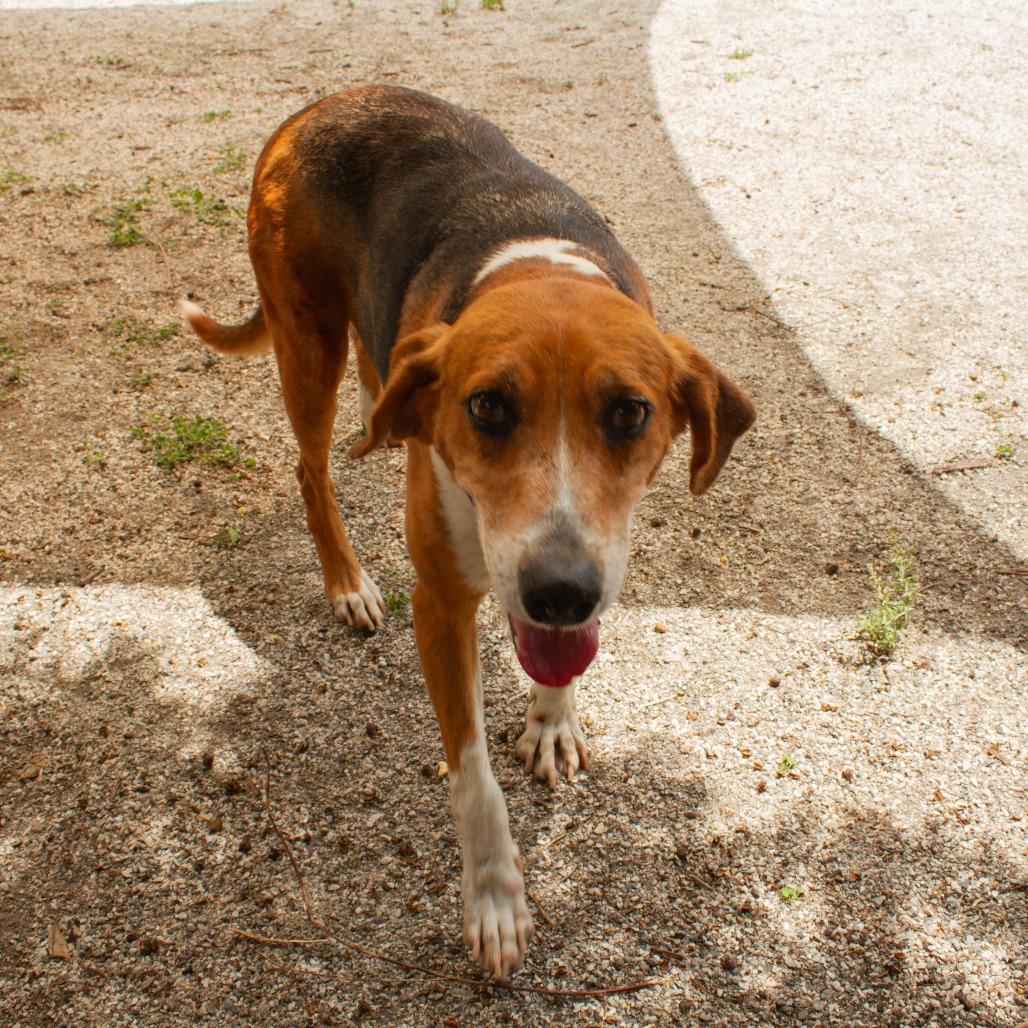 Sweet Pea, a Adoptable Hound in Windsor, VA image 1/4