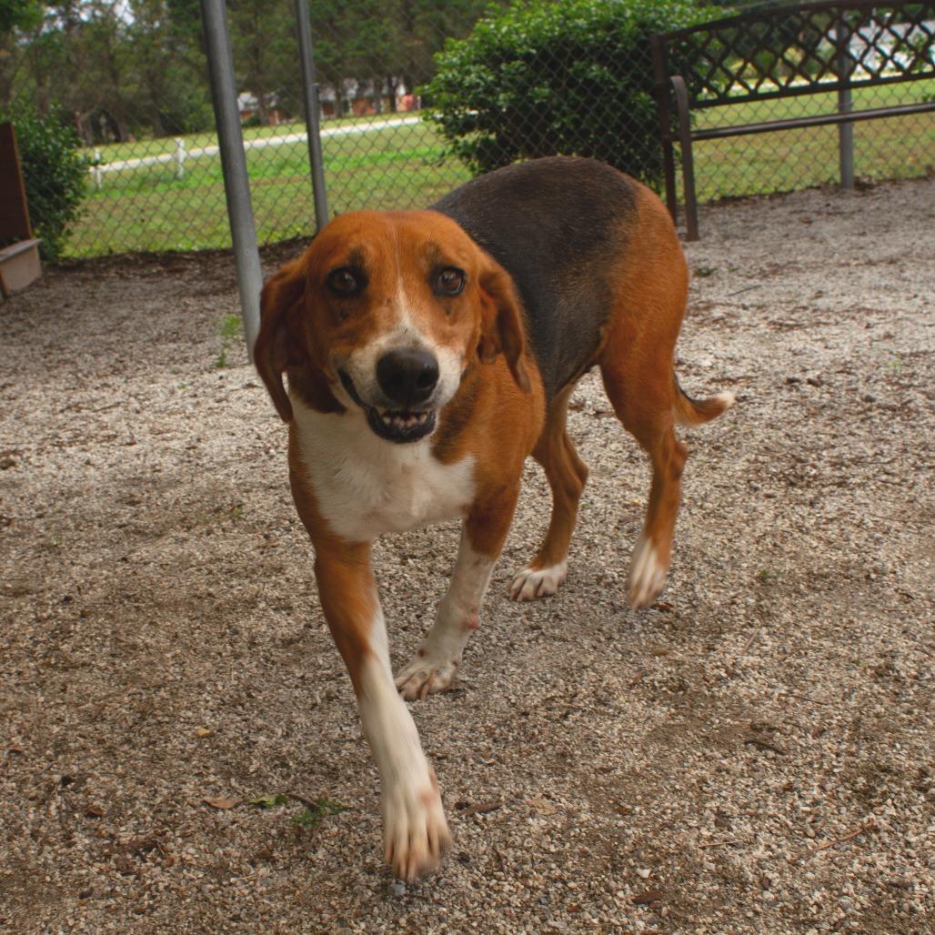 Sweet Pea, a Adoptable Hound in Windsor, VA image 2/4