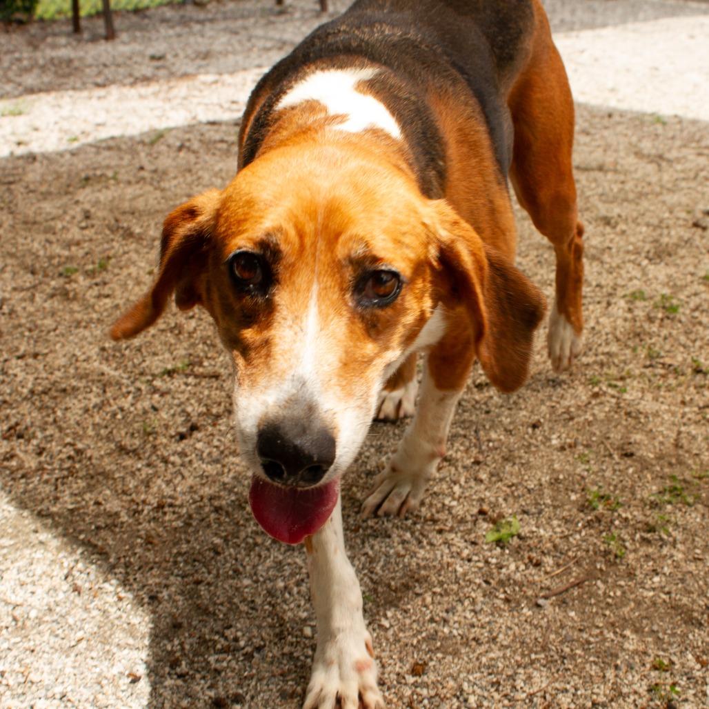 Sweet Pea, a Adoptable Hound in Windsor, VA image 3/4