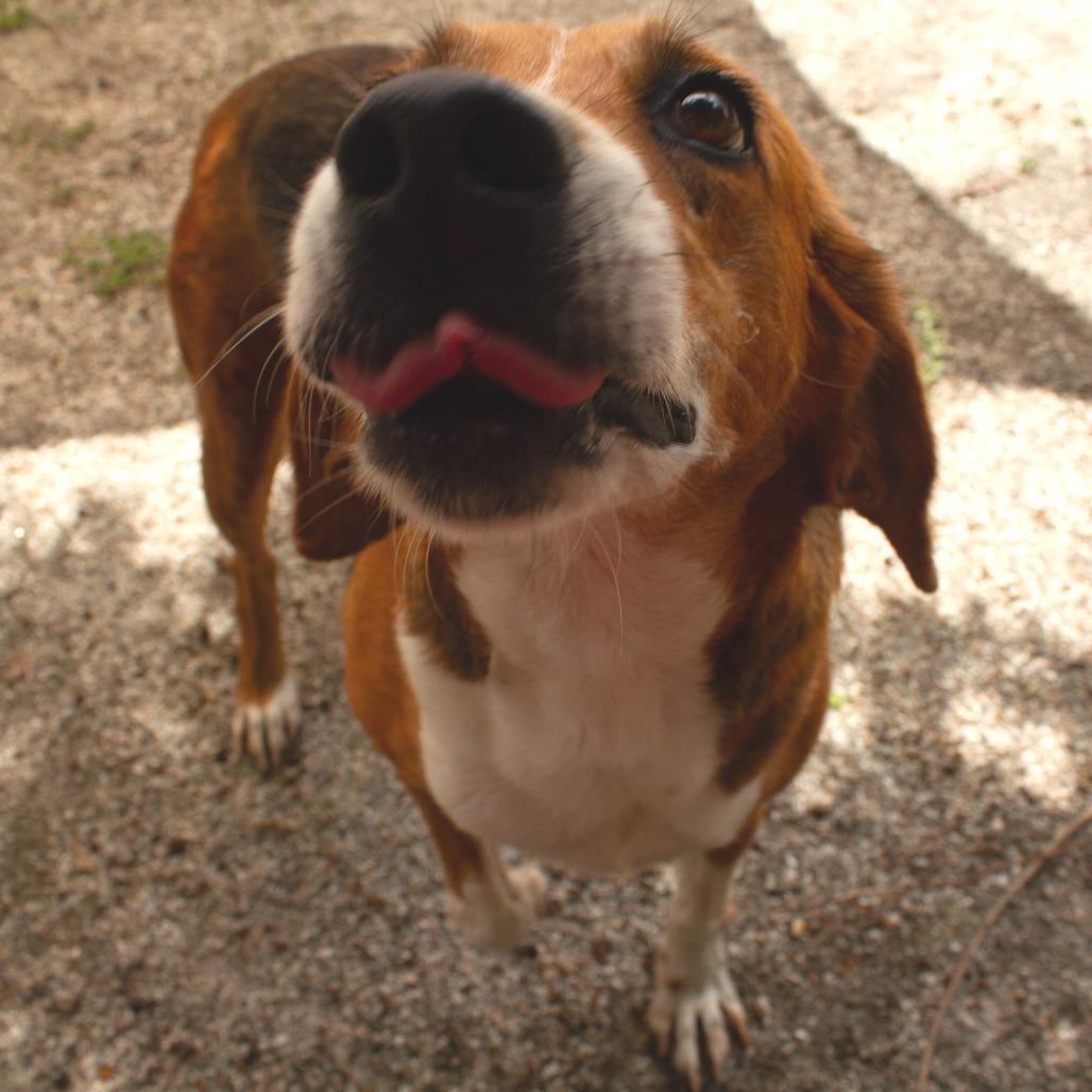 Sweet Pea, a Adoptable Hound in Windsor, VA image 4/4
