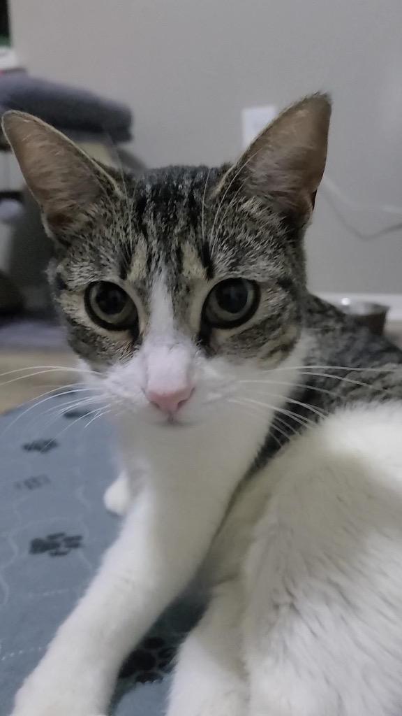 Enlarge Eleanora, a Adoptable mixed breed in Fayetteville, AR image 2/6