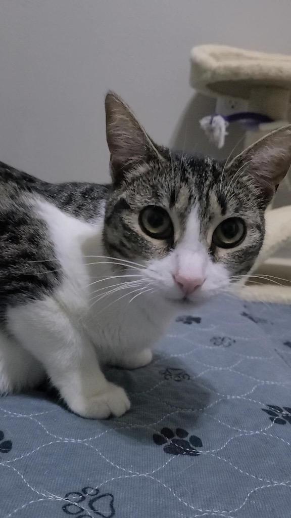 Enlarge Eleanora, a Adoptable mixed breed in Fayetteville, AR image 3/6