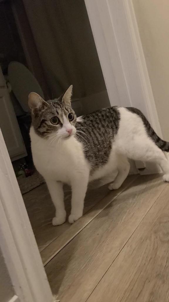 Enlarge Eleanora, a Adoptable mixed breed in Fayetteville, AR image 4/6