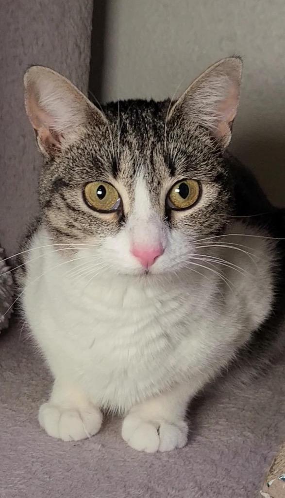 Enlarge Eleanora, a Adoptable mixed breed in Fayetteville, AR image 5/6