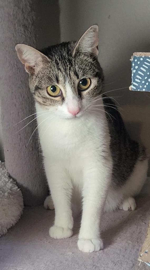 Enlarge Eleanora, a Adoptable mixed breed in Fayetteville, AR image 6/6