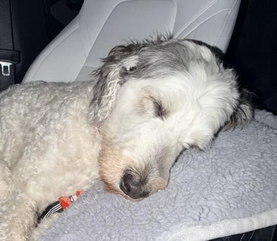 Enlarge Lenny, a ADOPTABLE mixed breed in Yukon, OK image 2/2