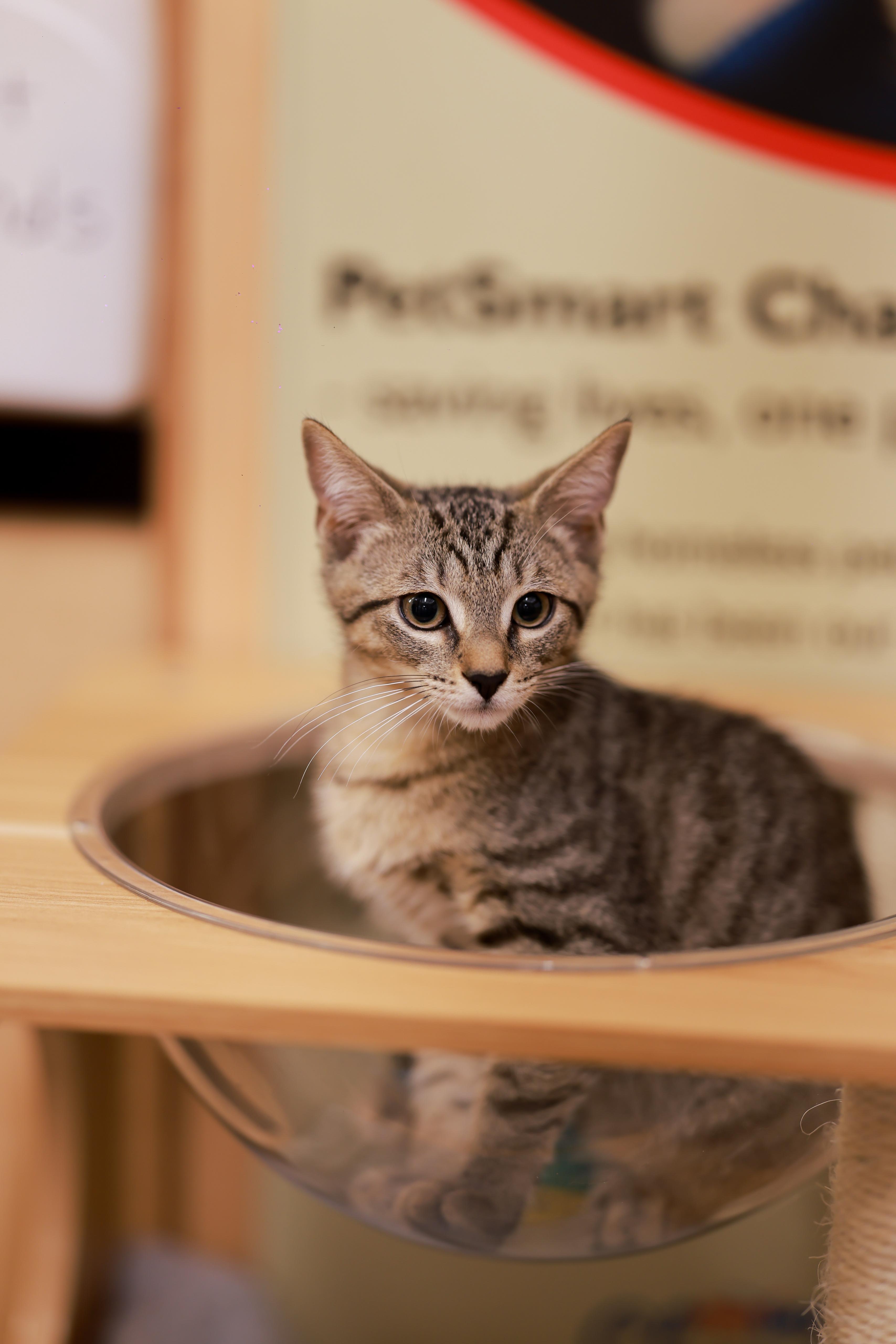 Enlarge Kevin, a Adopted Domestic Short Hair in Coral gables, FL image 1/1