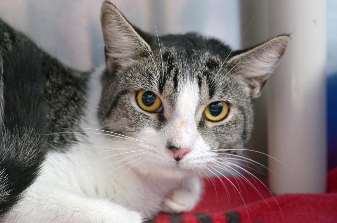 Enlarge Darla, an adopted mixed breed in Sanford, FL image 2/2