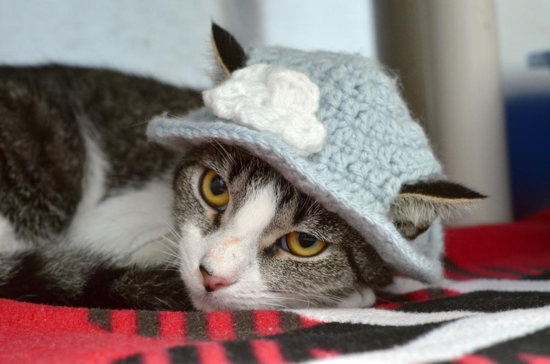 Darla, adopted, Young Female Domestic Short Hair & Tiger.