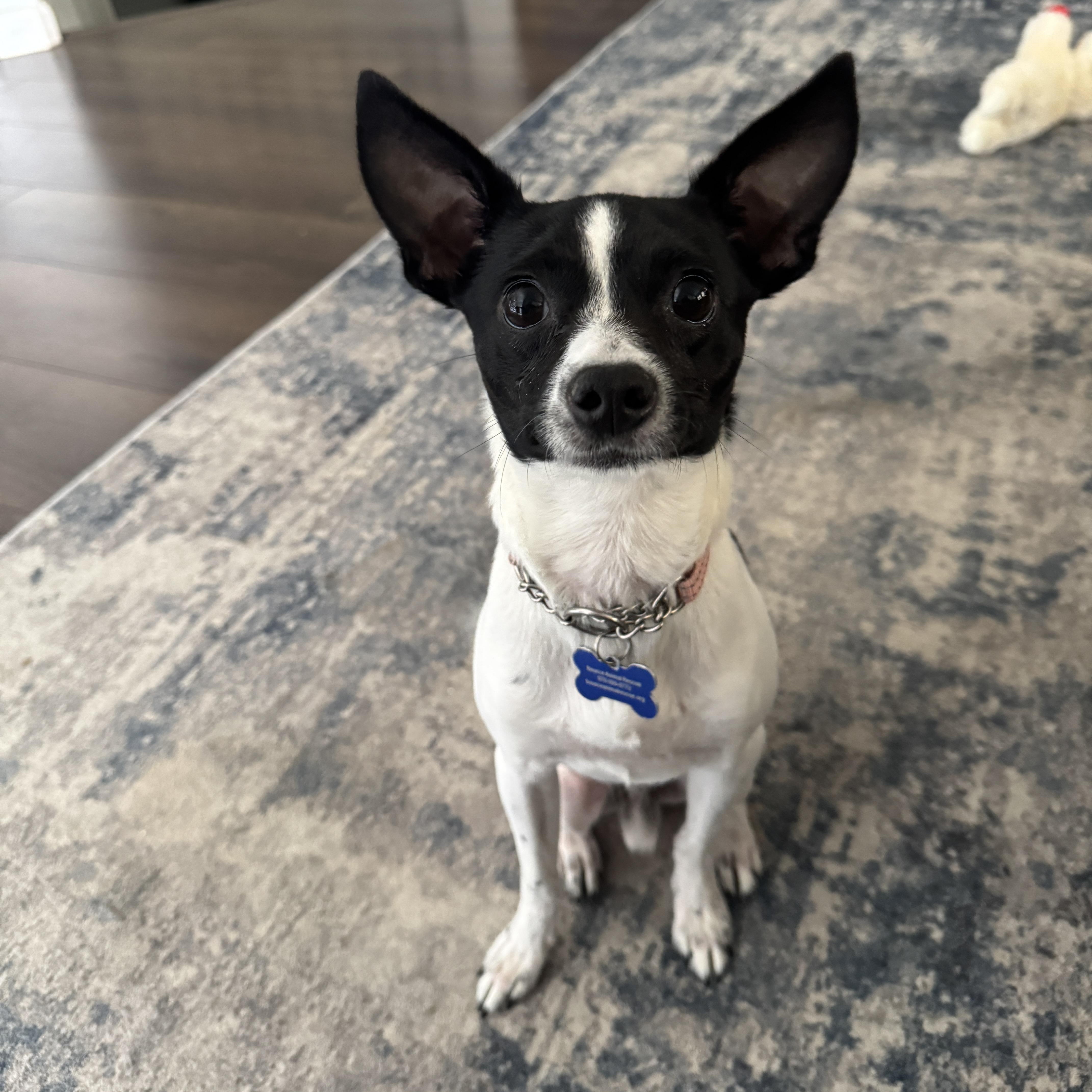 Alfredo, ADOPTABLE, Adult Male Chihuahua.