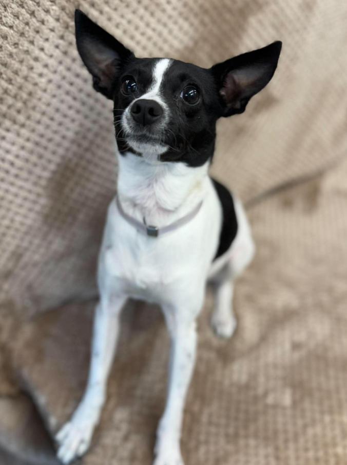 Alfredo, a ADOPTABLE mixed breed in Fort Collins, CO image 5/5