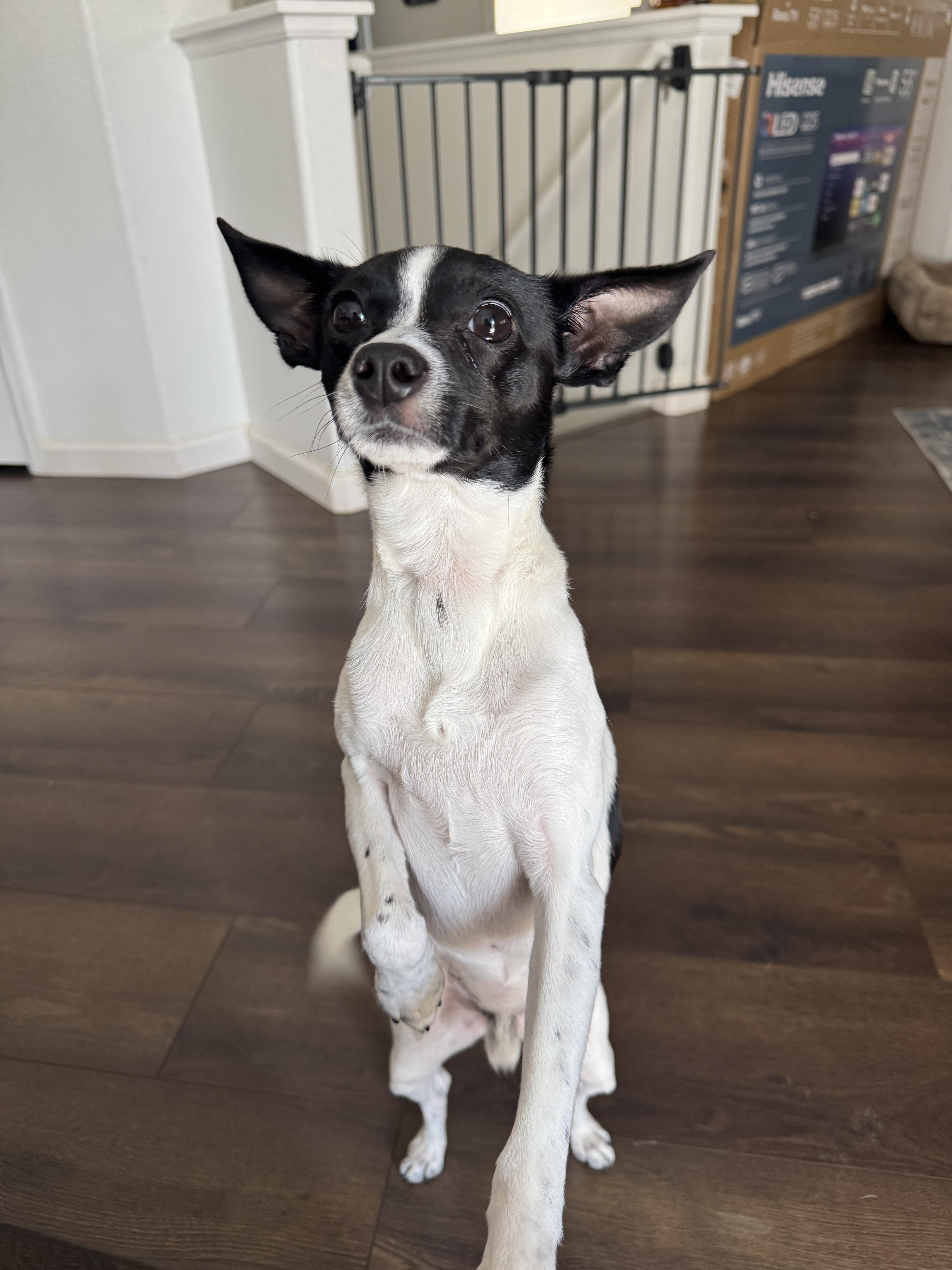Alfredo, a ADOPTABLE mixed breed in Fort Collins, CO image 2/5
