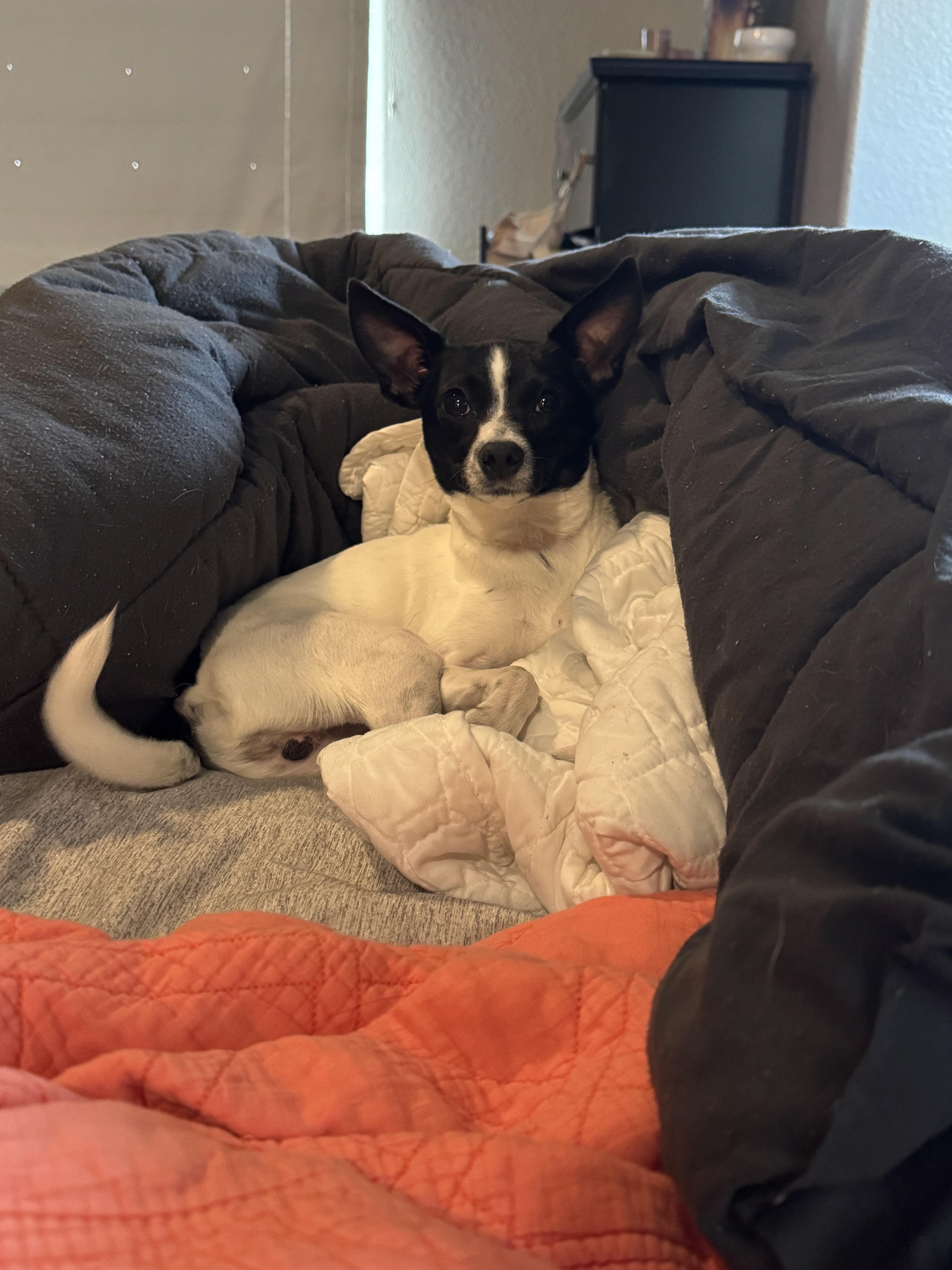 Alfredo, a ADOPTABLE mixed breed in Fort Collins, CO image 3/5