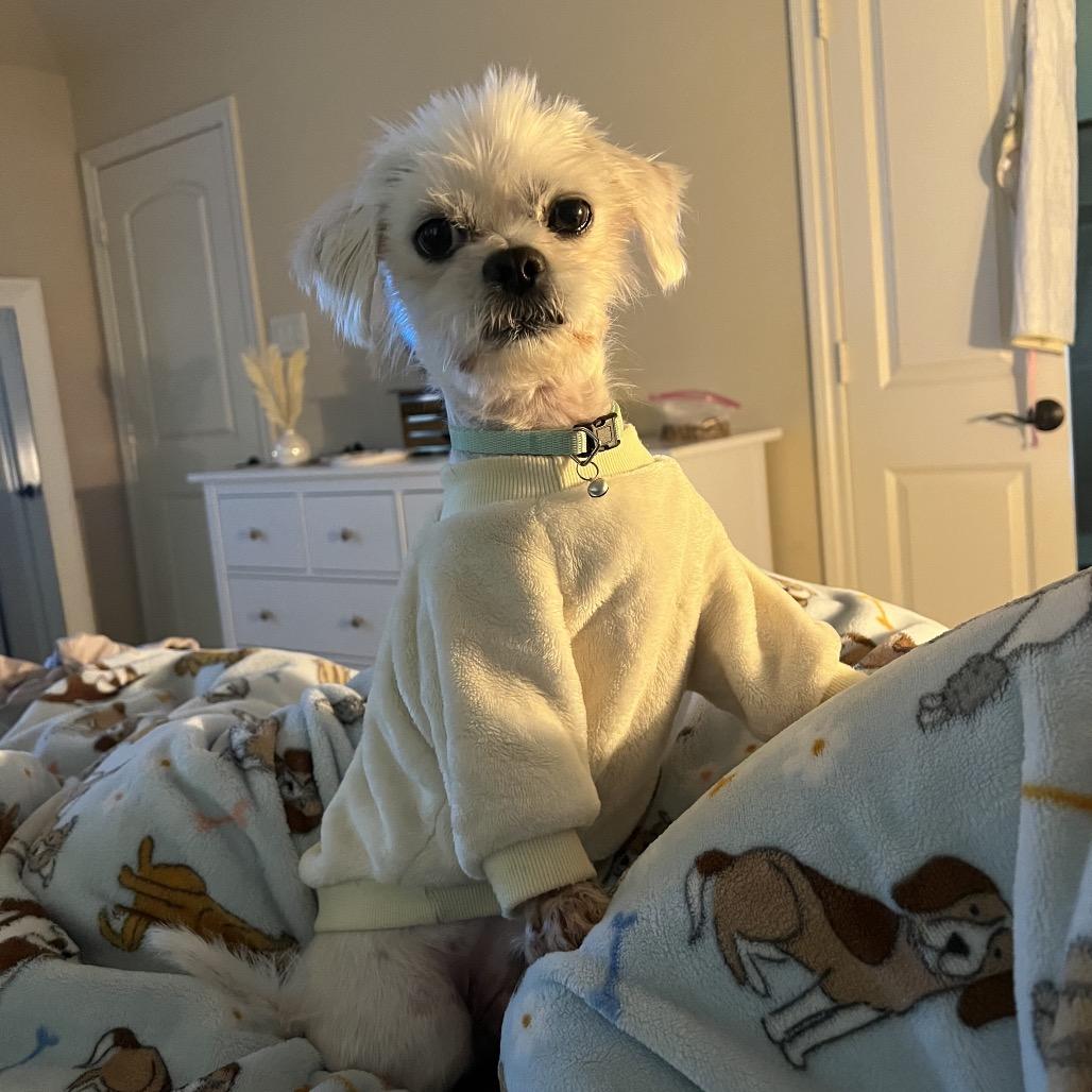 Charlie Chance, Adoptable, Senior Male Shih Tzu.