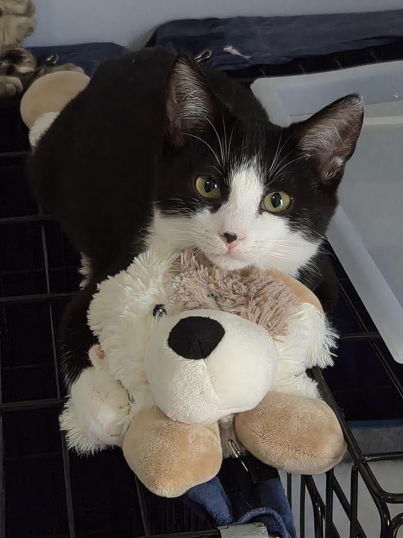 Max, Adopted, Young Male Domestic Short Hair.