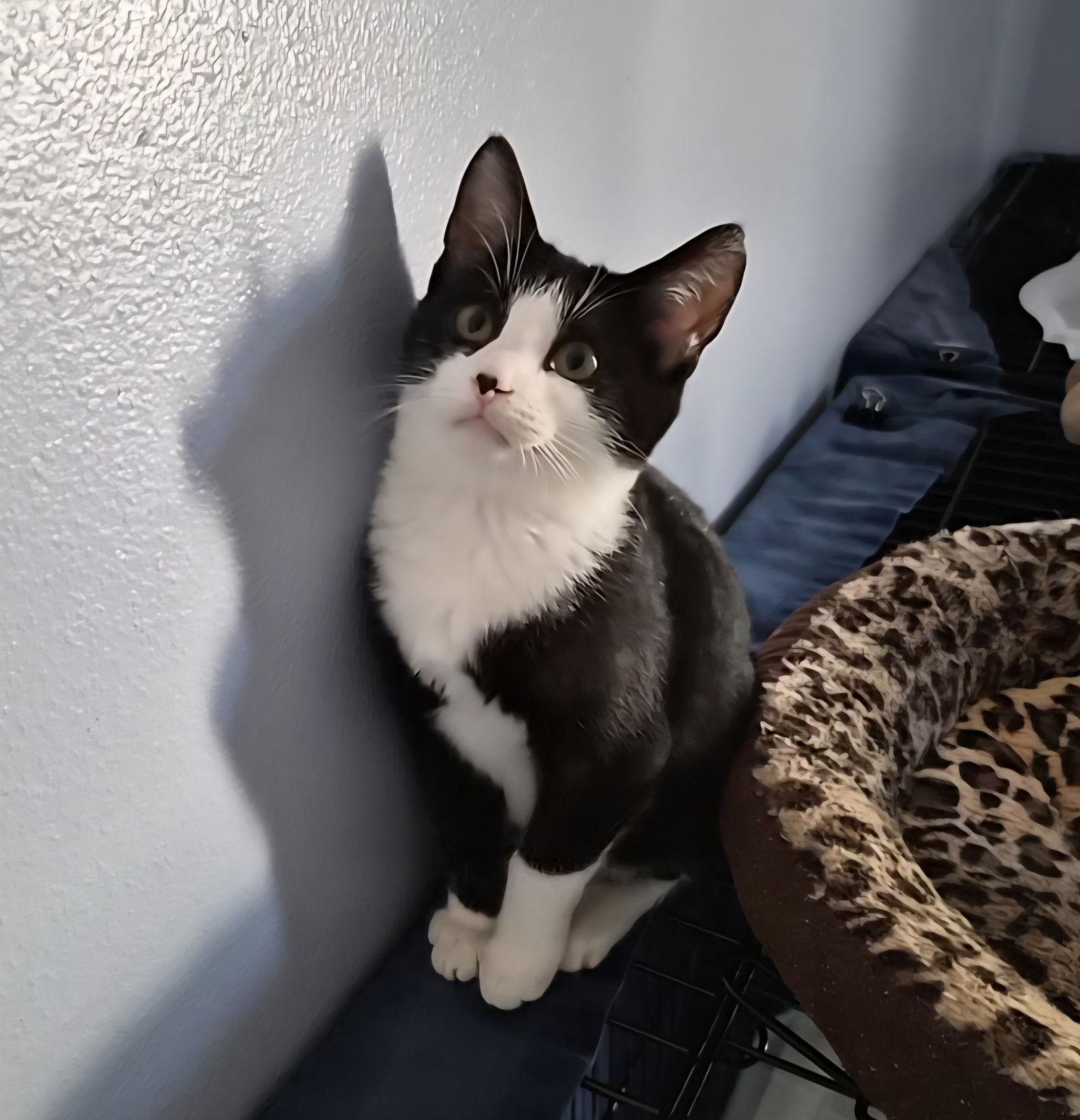 Enlarge Max, a Adopted Domestic Short Hair in Orlando, FL image 2/3