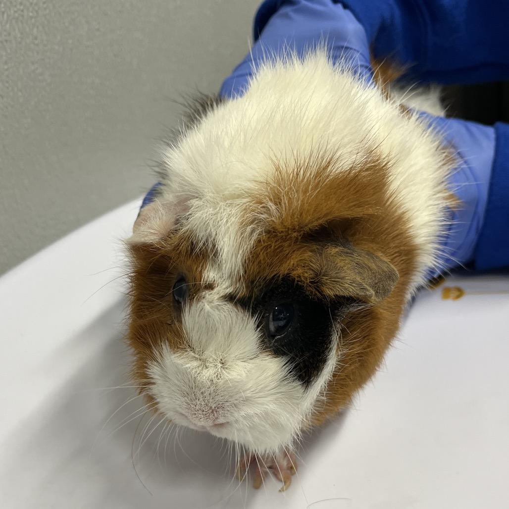 Enlarge Pepper, a Adoptable mixed breed in Tampa, FL image 1/1