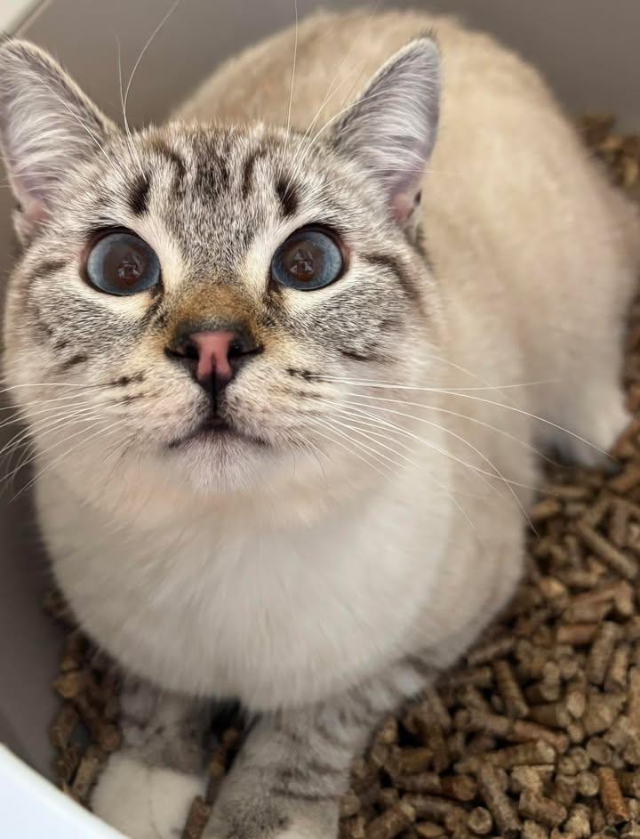 Edward, adopted, Young Male Siamese & Domestic Short Hair.