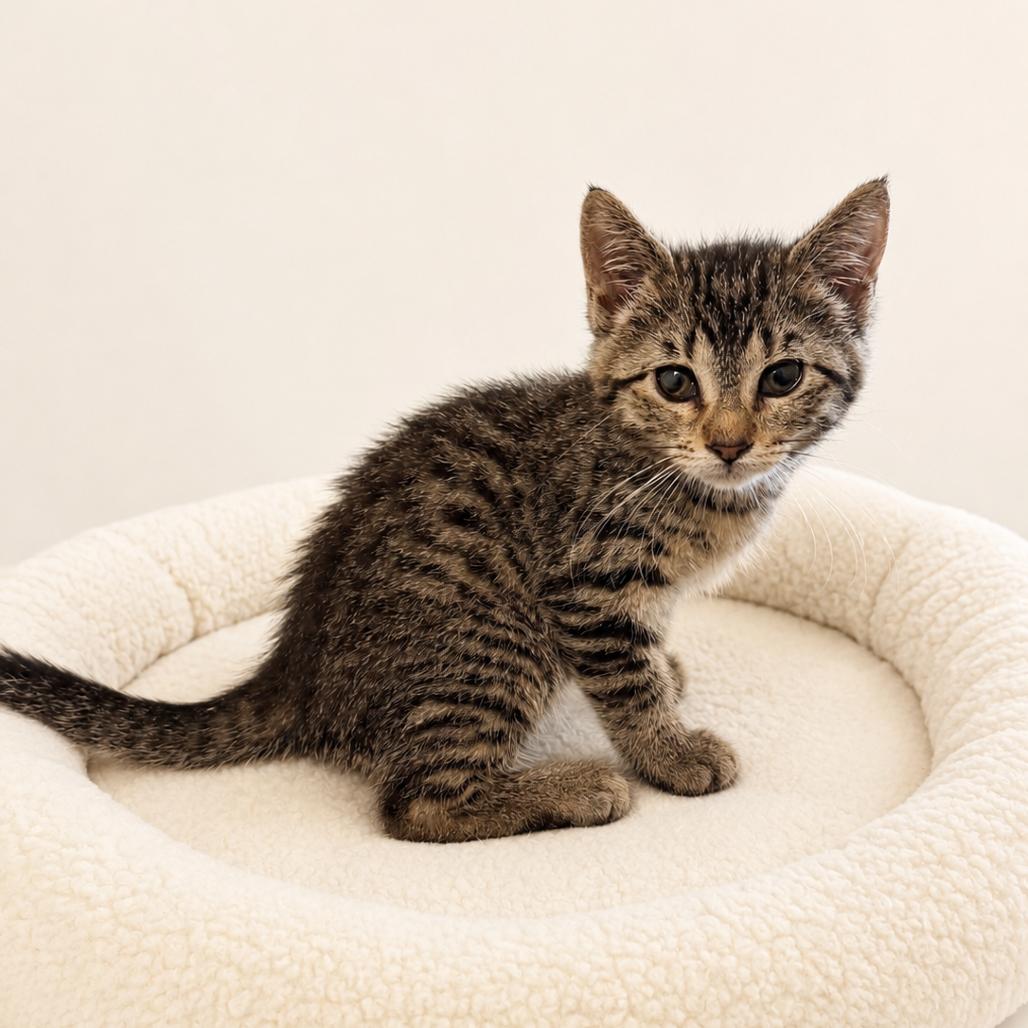 Annabelle, a Adoptable Domestic Short Hair in Redwood Falls, MN image 1/2