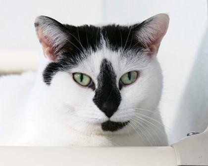 Enlarge Mina, a Adoptable mixed breed in West Seneca, NY image 2/3