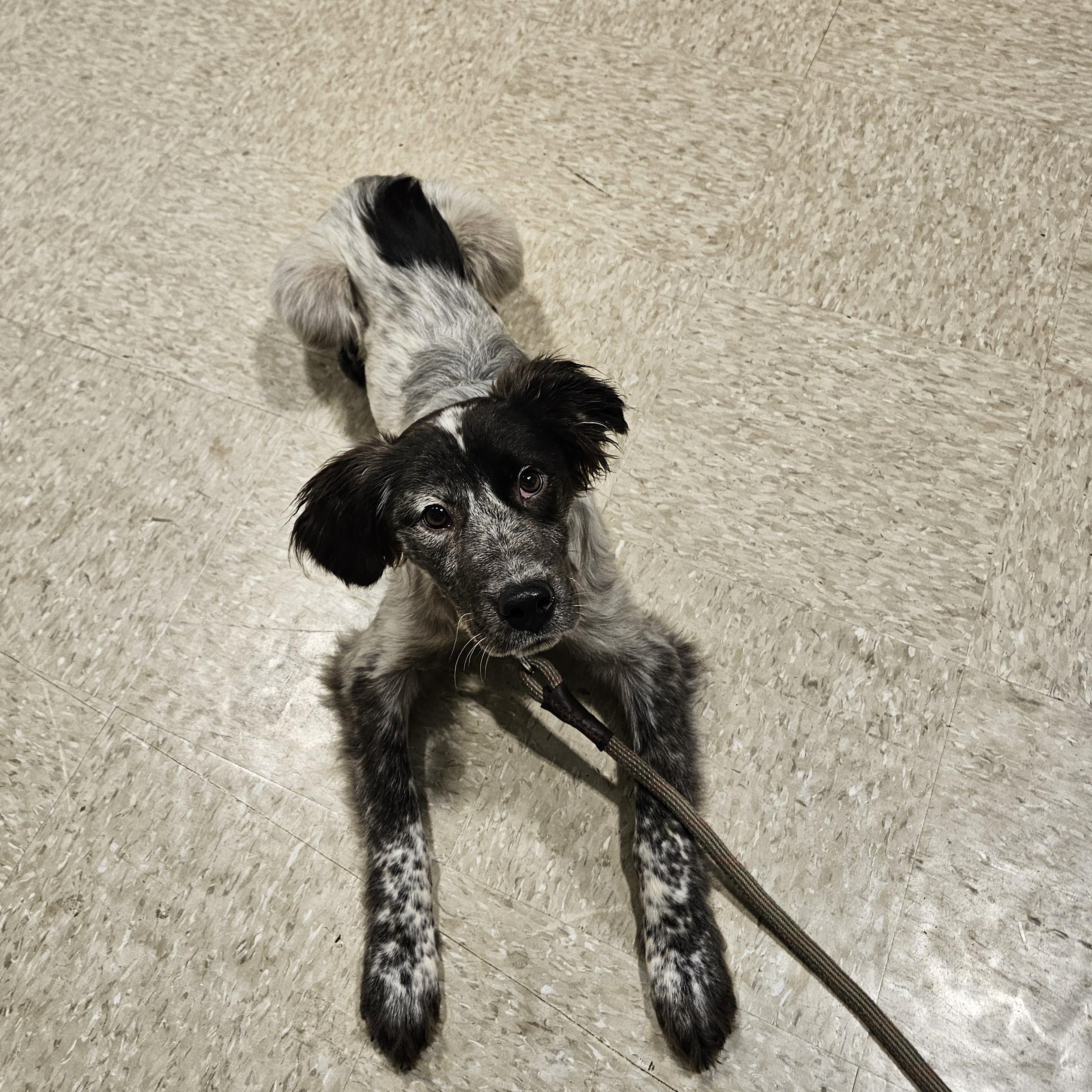 Enlarge Draco, a Adopted mixed breed in Tylertown, MS image 1/5