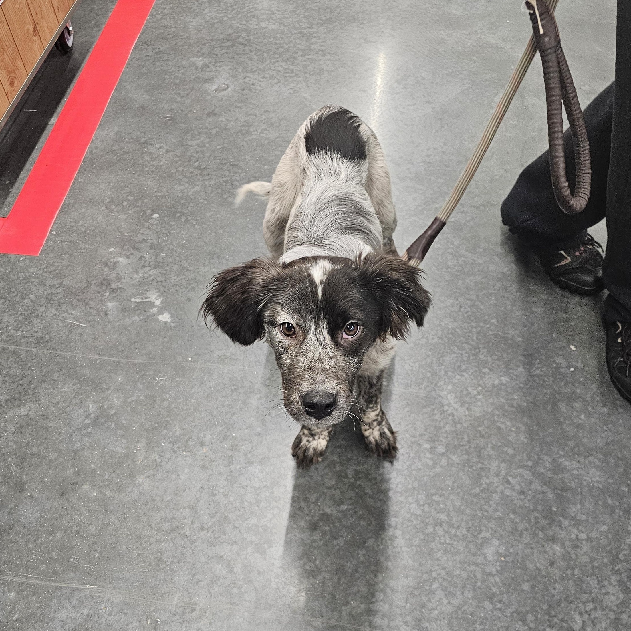 Enlarge Draco, a Adopted mixed breed in Tylertown, MS image 2/5