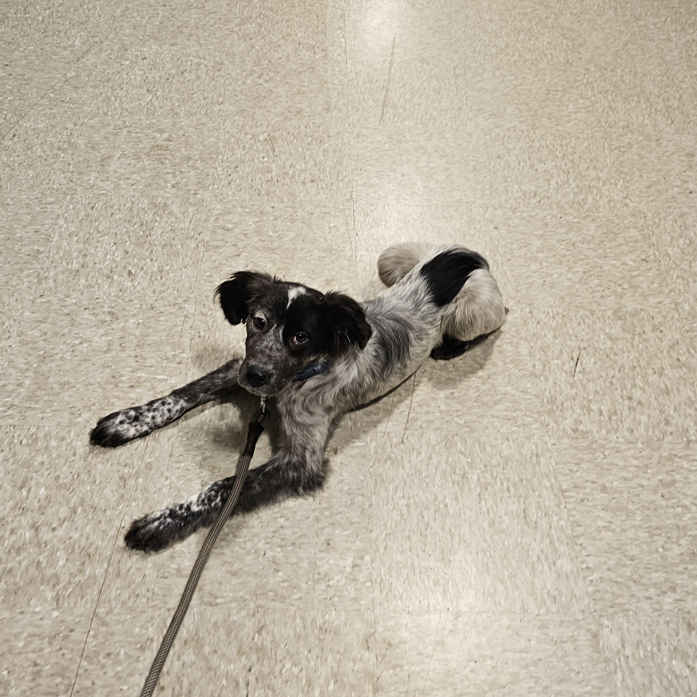 Enlarge Draco, a Adopted mixed breed in Tylertown, MS image 3/5