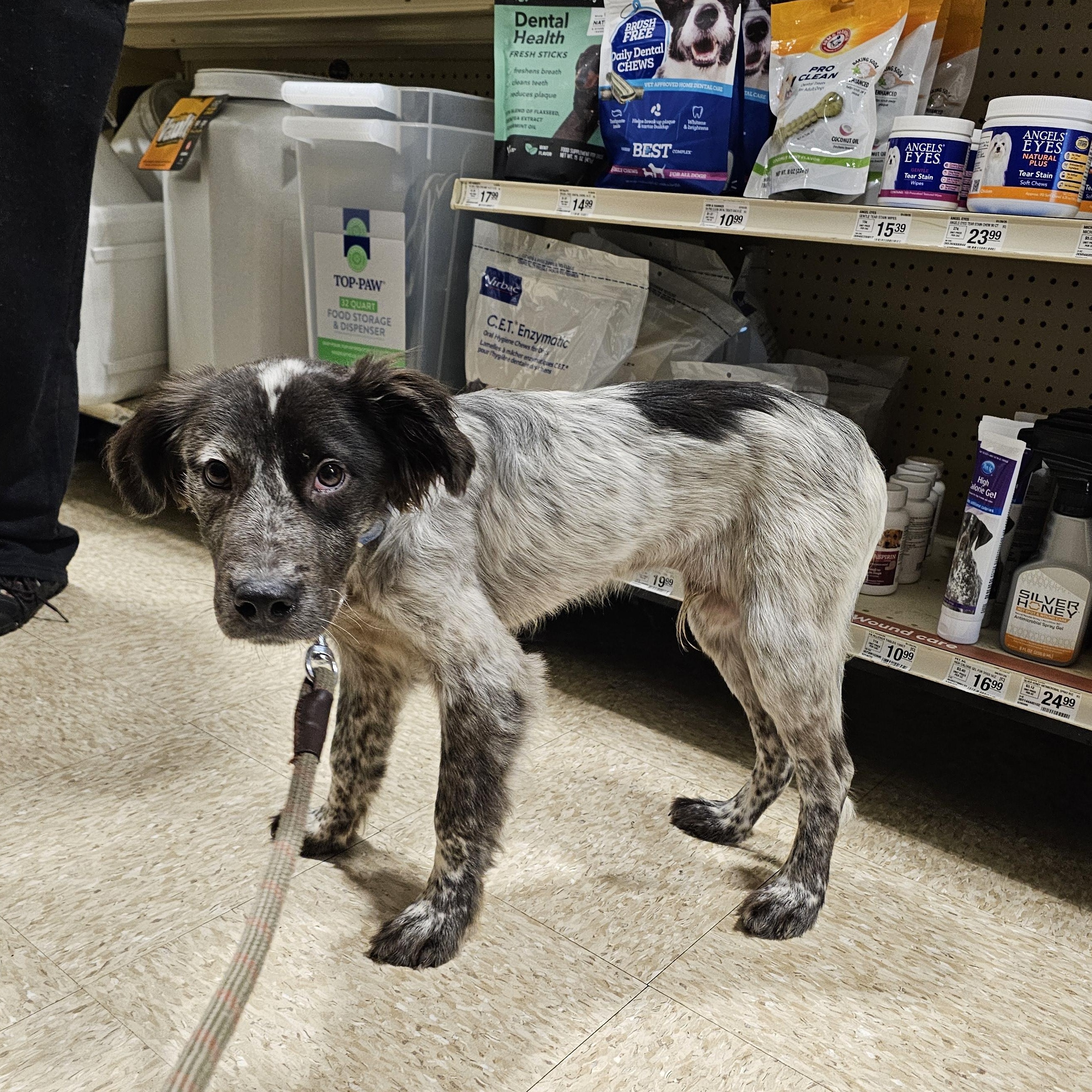 Enlarge Draco, a Adopted mixed breed in Tylertown, MS image 4/5