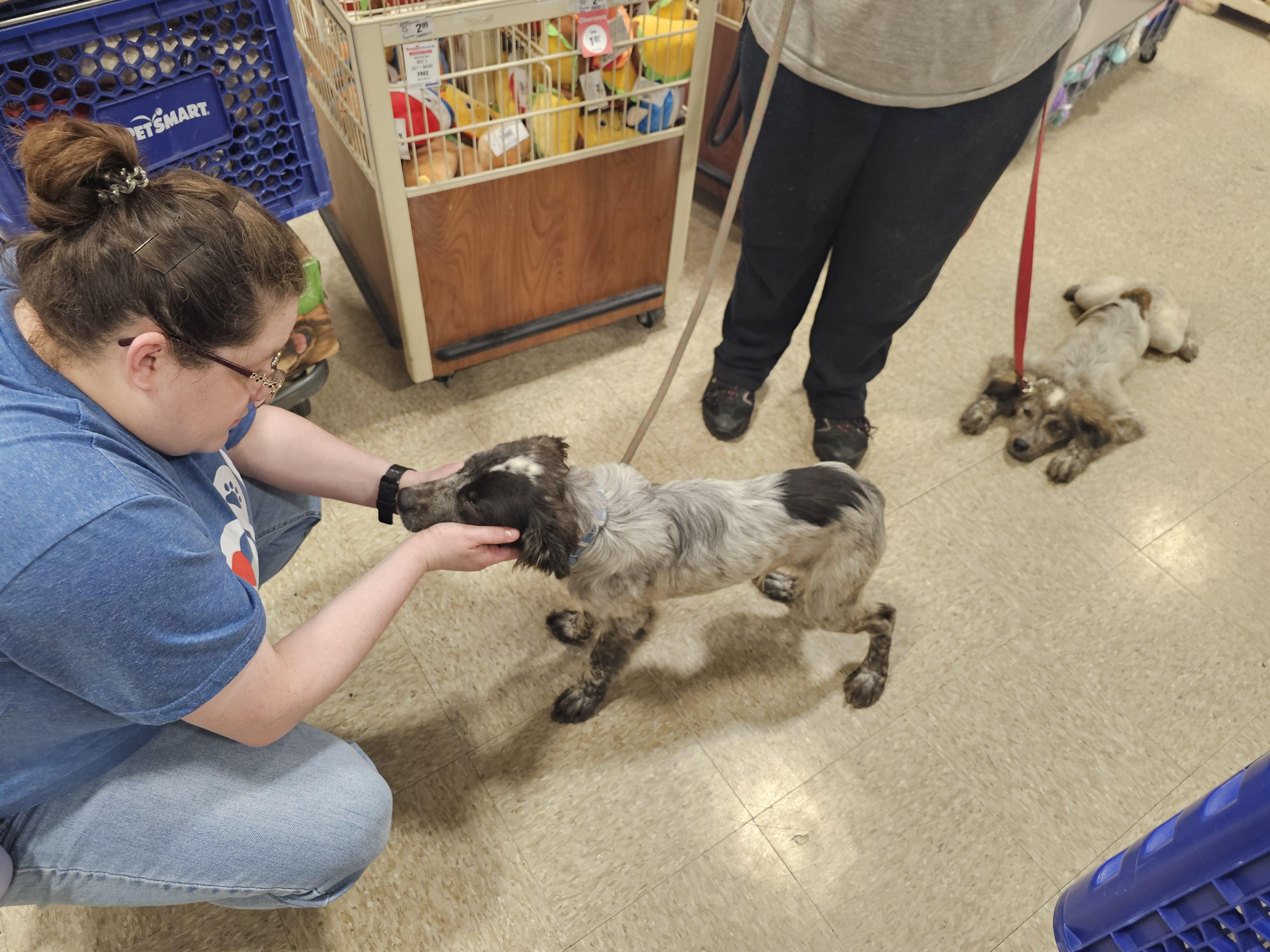 Enlarge Draco, a Adopted mixed breed in Tylertown, MS image 5/5