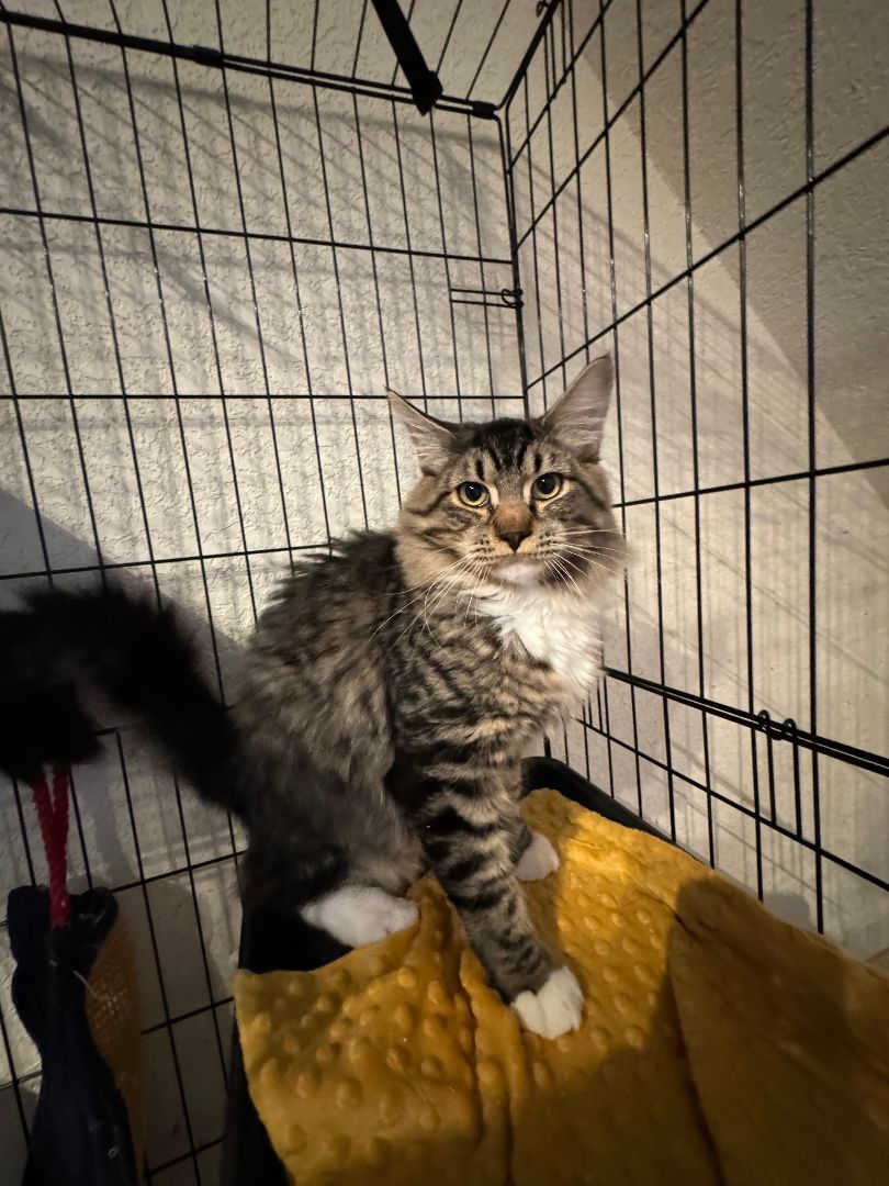 Copper, a Adopted Domestic Long Hair in WINLOCK, WA image 1/5